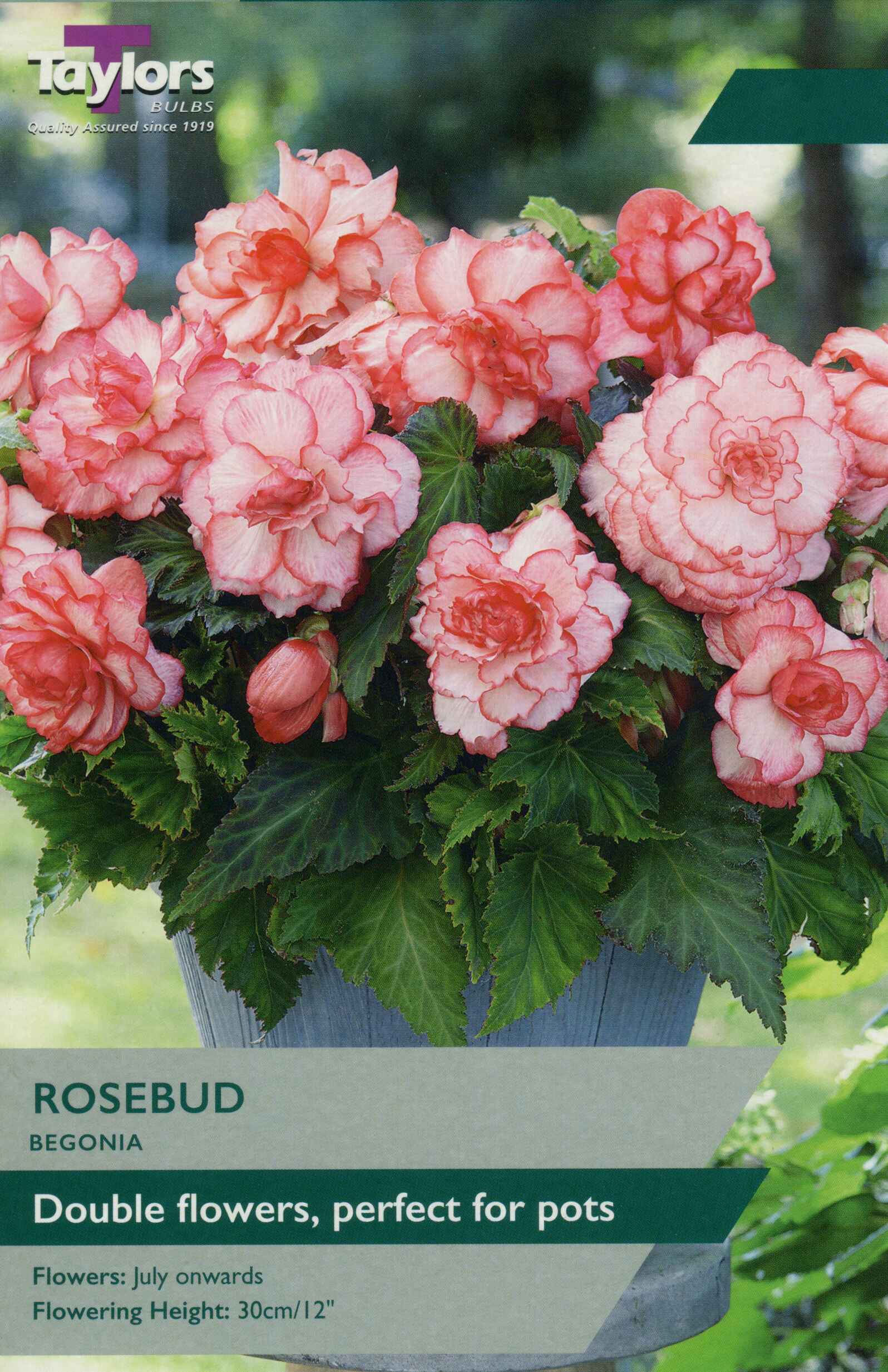 Taylor's Bulbs Begonia Rosebud Exotic