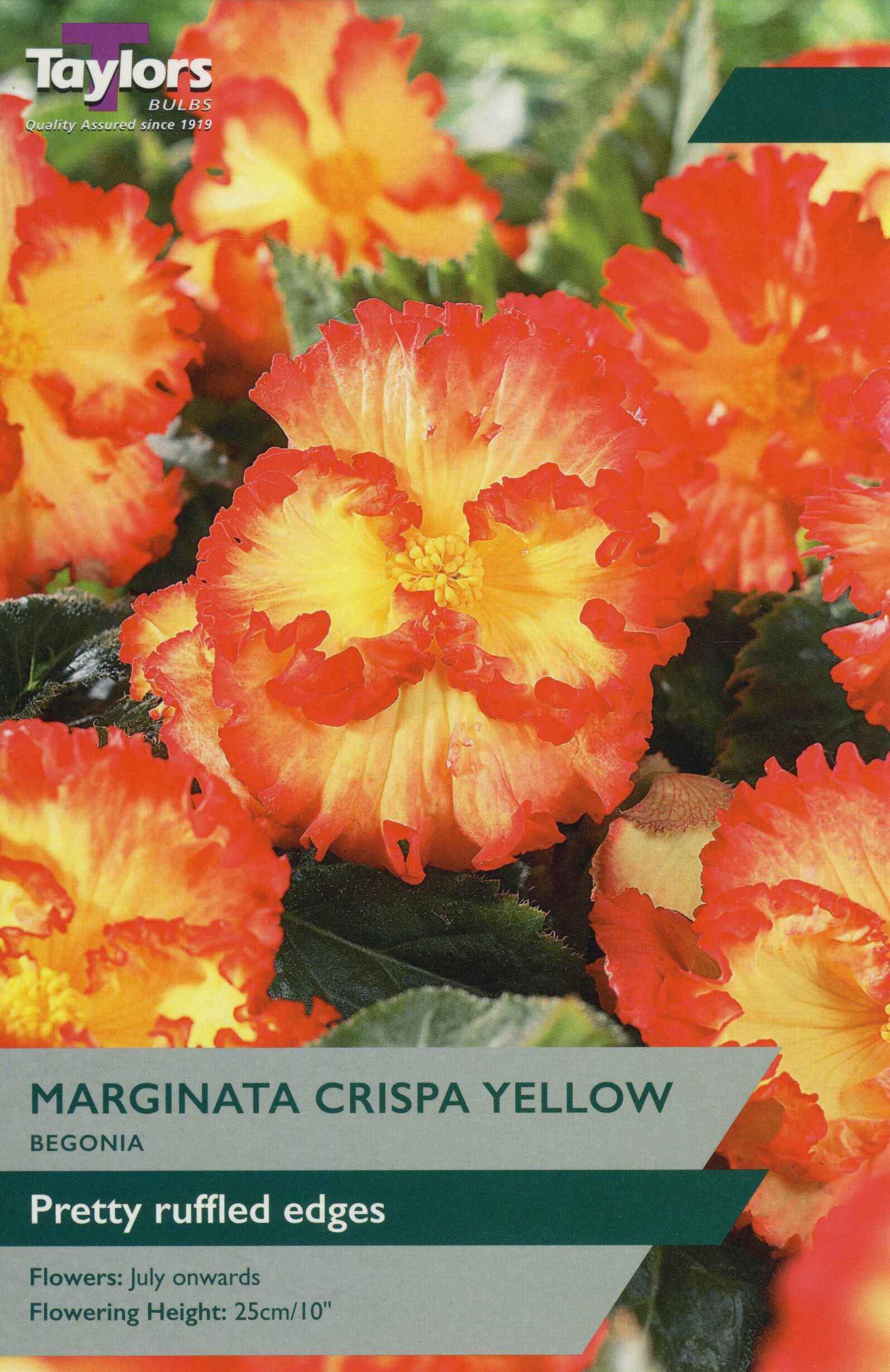 Taylor's Bulbs Begonia Marginata Crispa Yellow