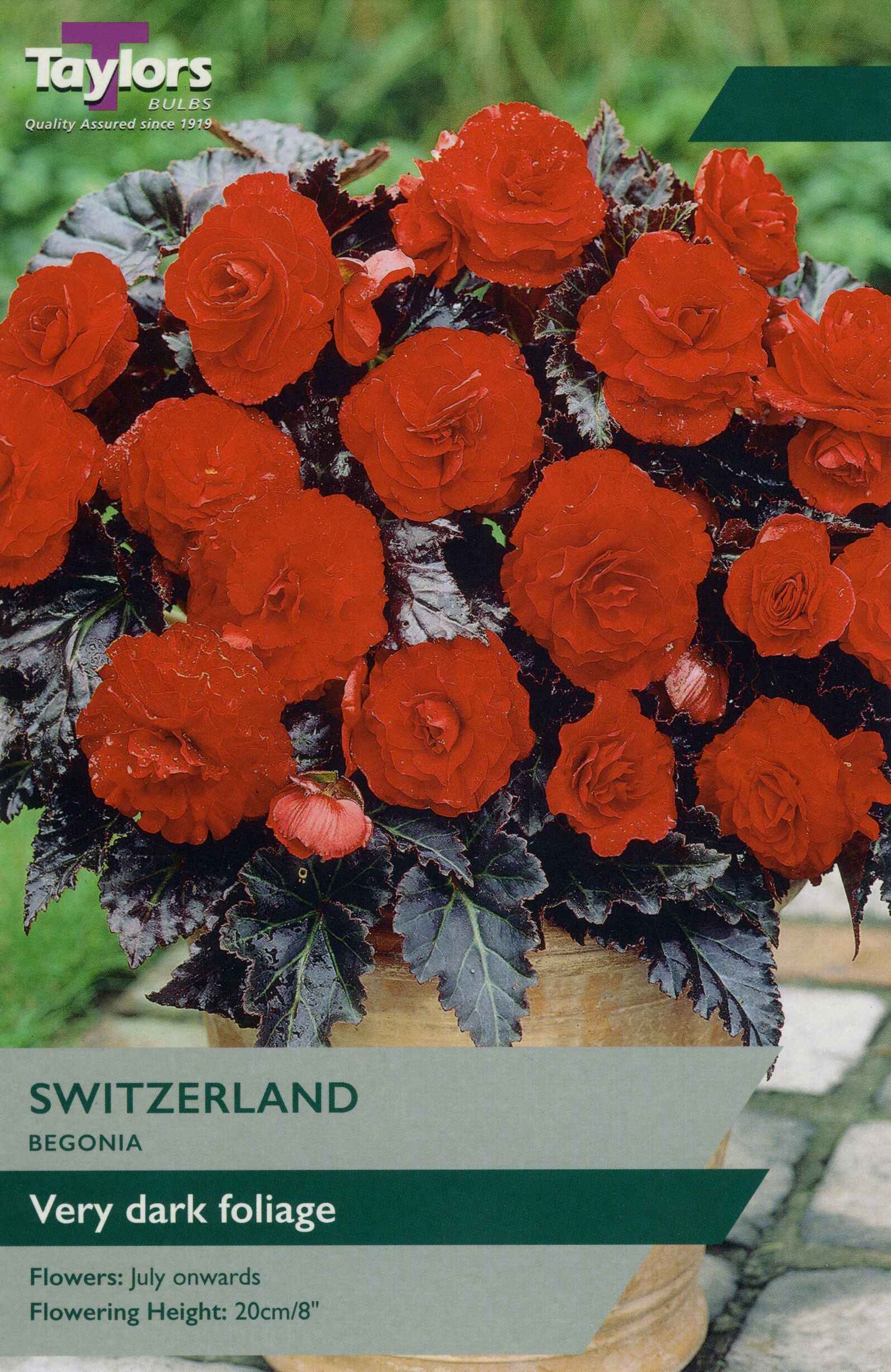 Taylor's Bulbs Begonia Switzerland
