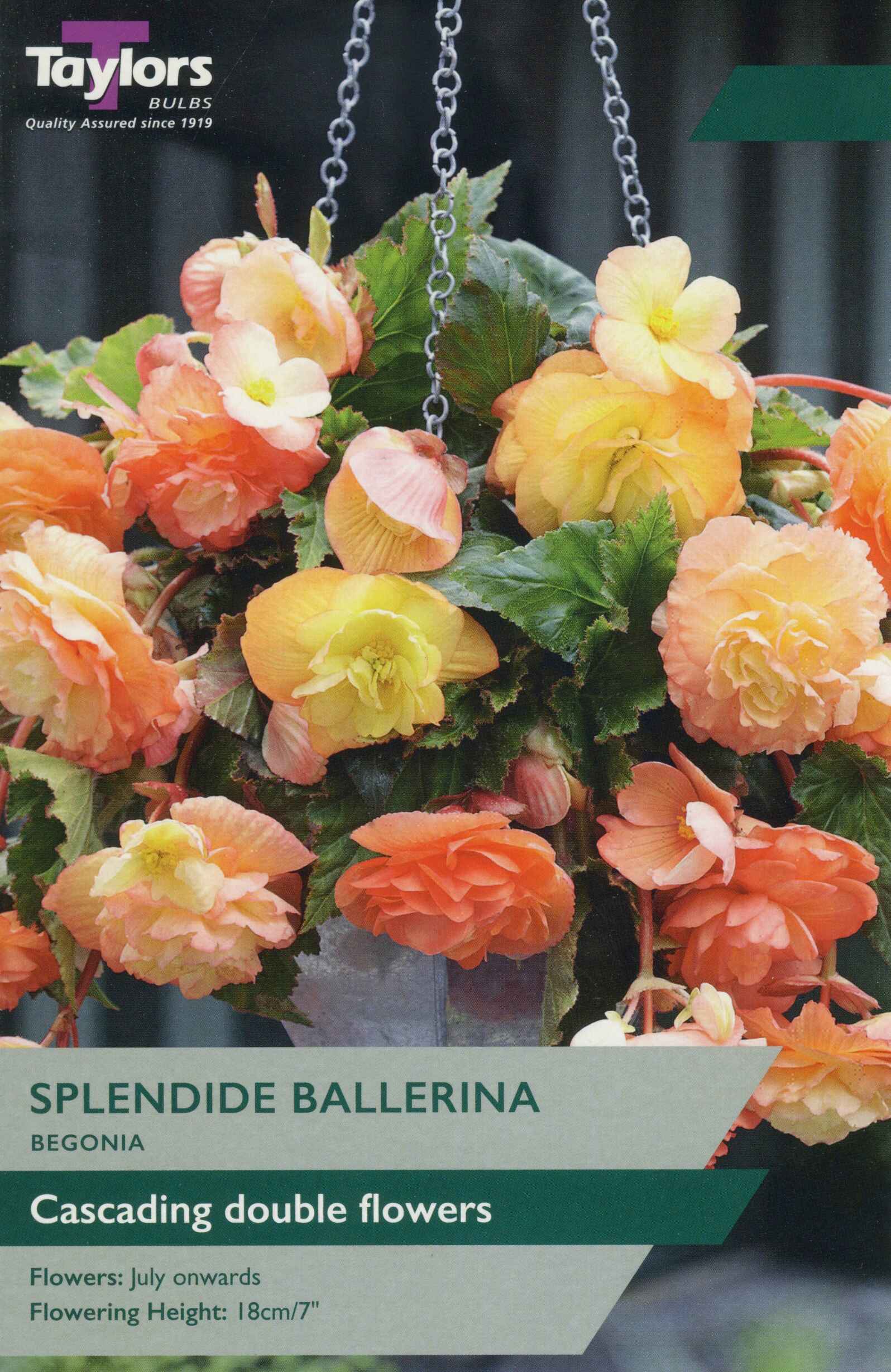 Taylor's Bulbs Begonia Splendide Ballerina