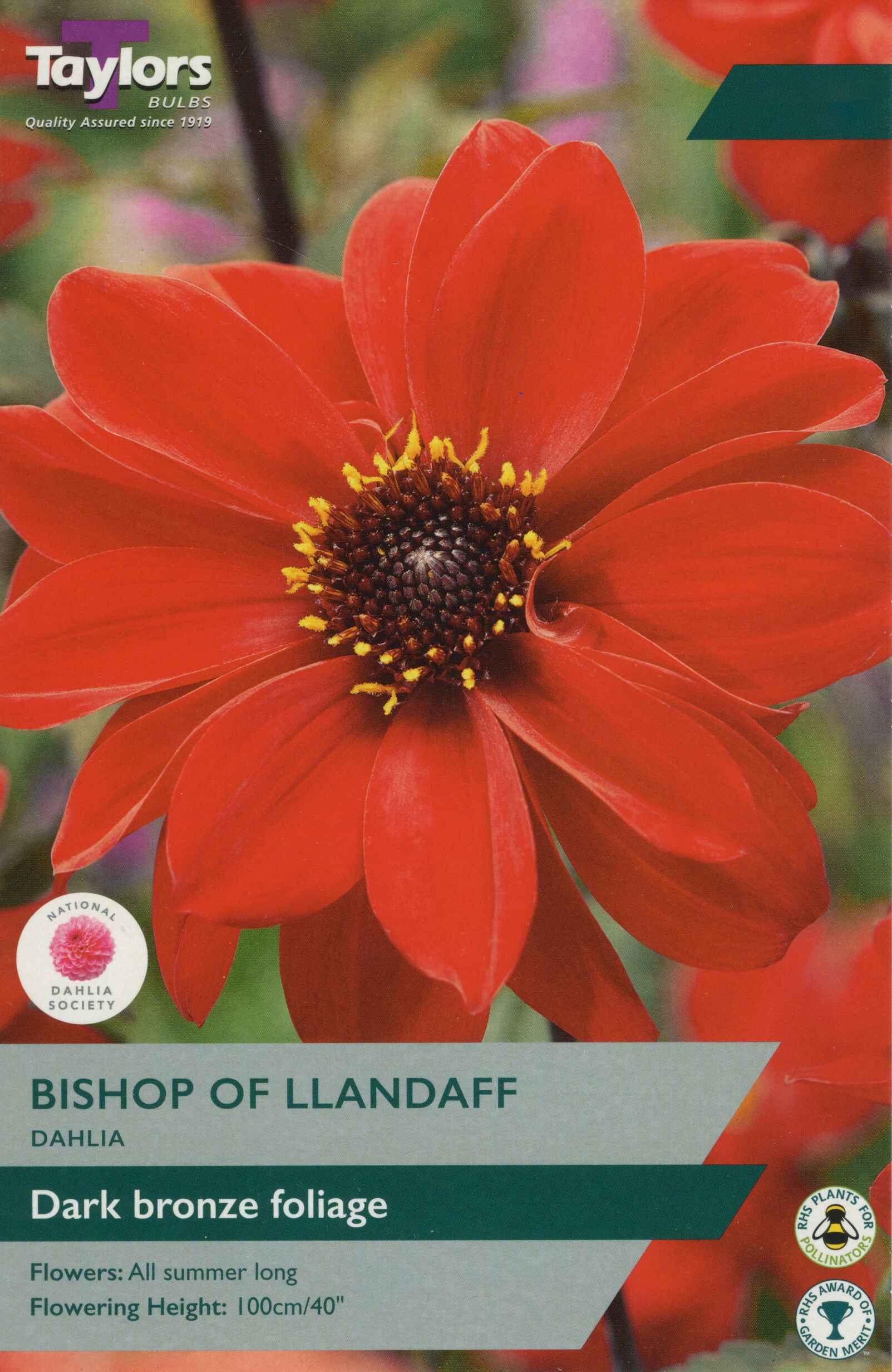 Taylor's Bulbs Dahlia Bishop Of Llandaff