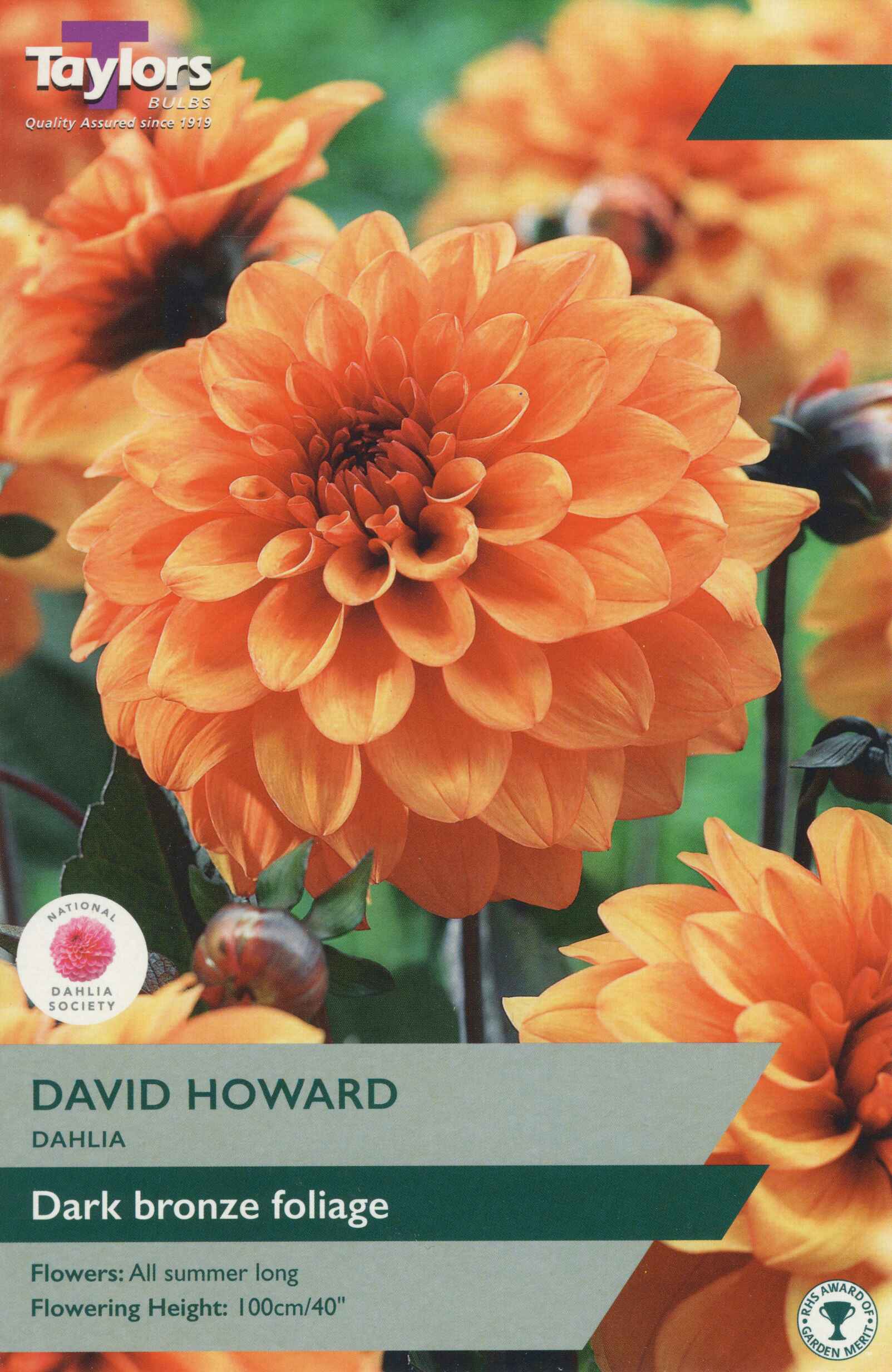Taylor's Bulbs Dahlia David Howard