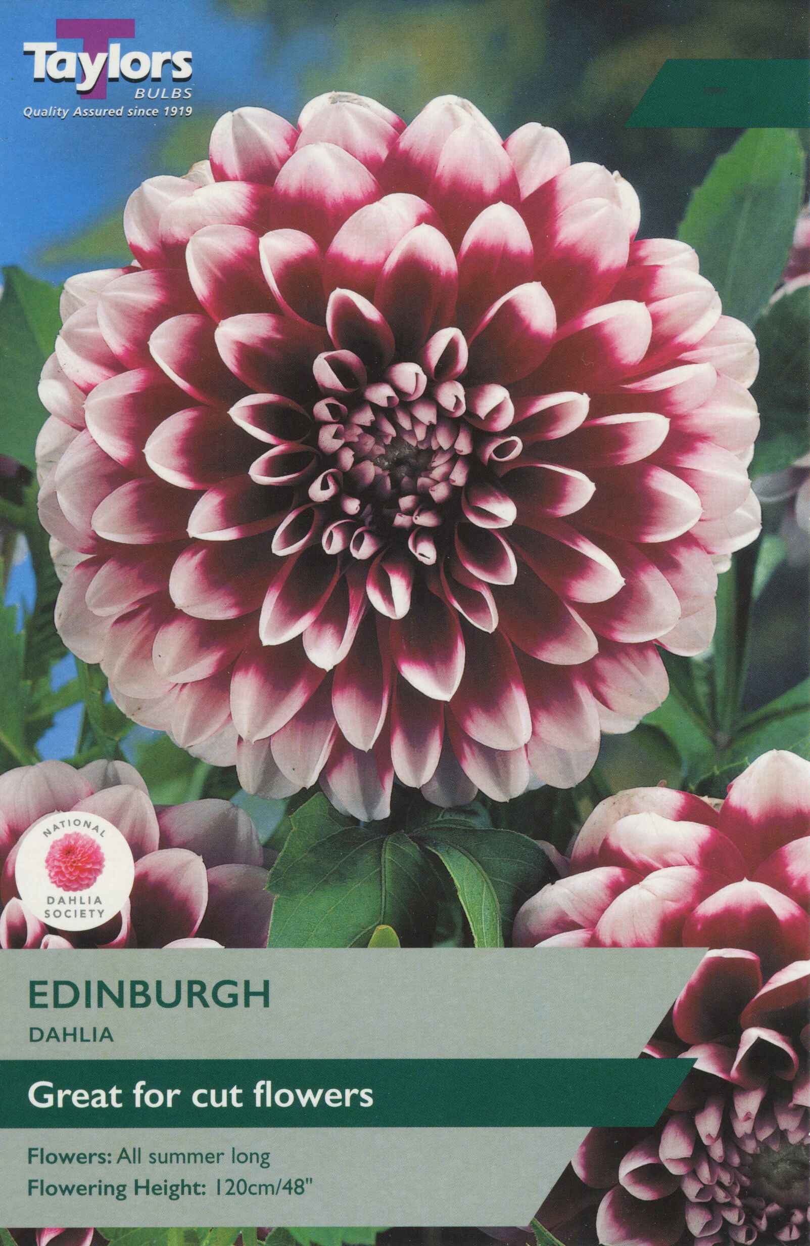 Taylor's Bulbs Dahlia Edinburgh