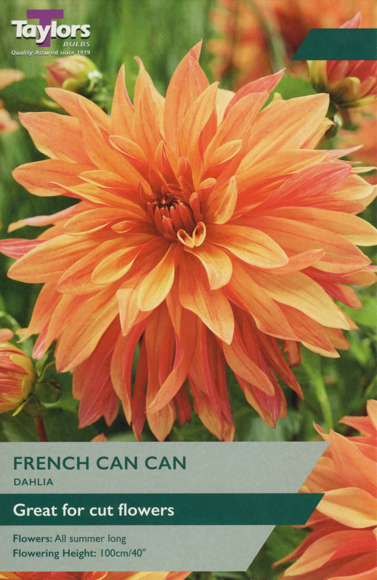 Taylor's Bulbs Dahlia French Cancan