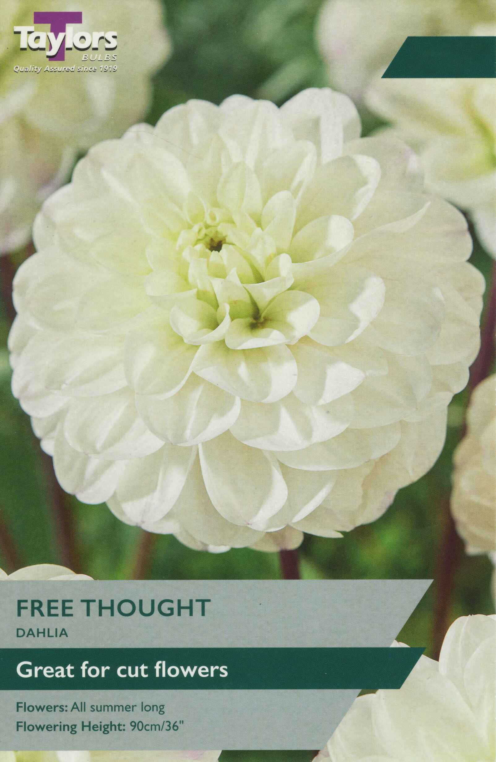 Taylor's Bulbs Dahlia Free Thought
