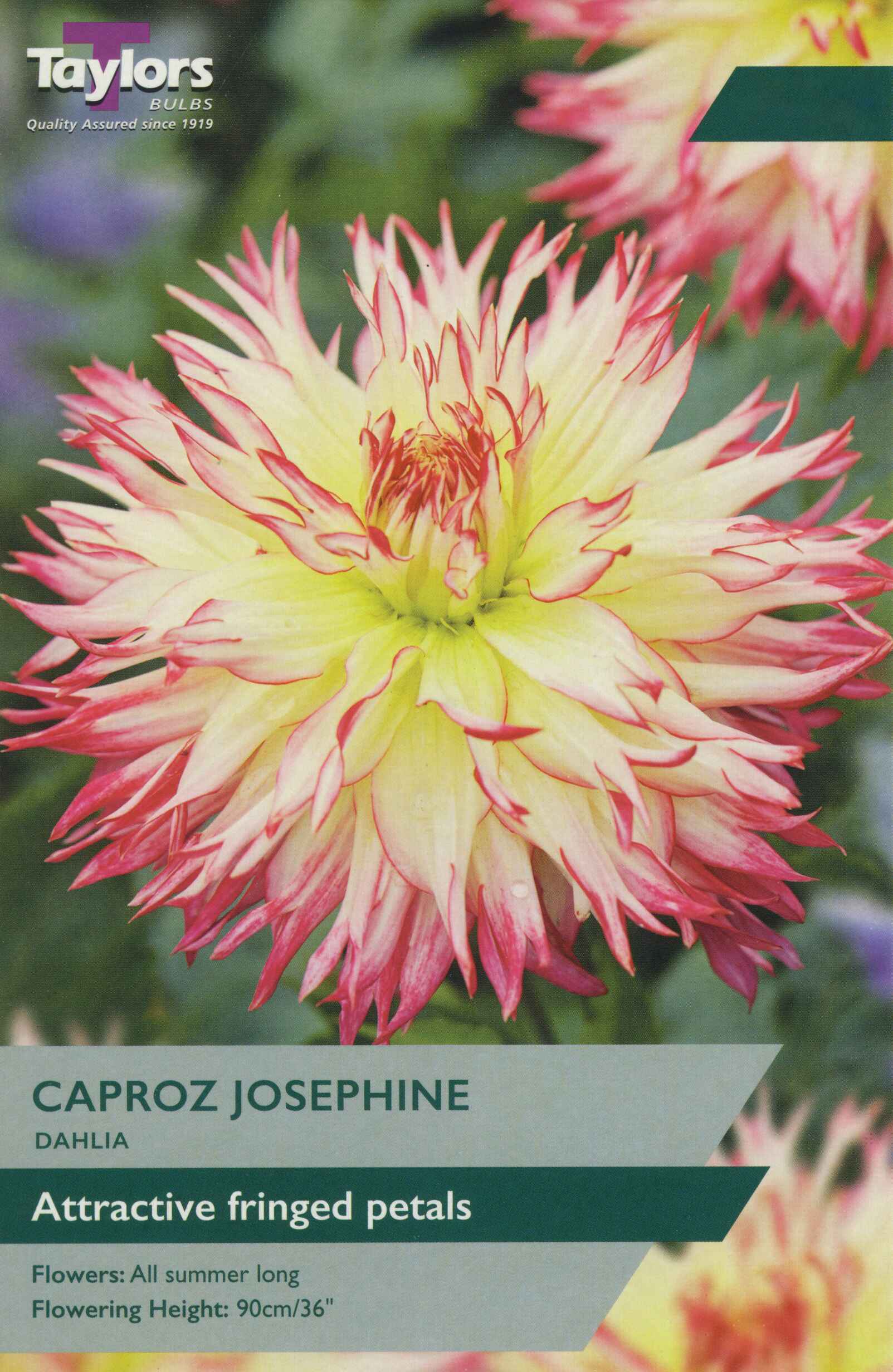 Taylor's Bulbs Dahlia Caproz Josephine