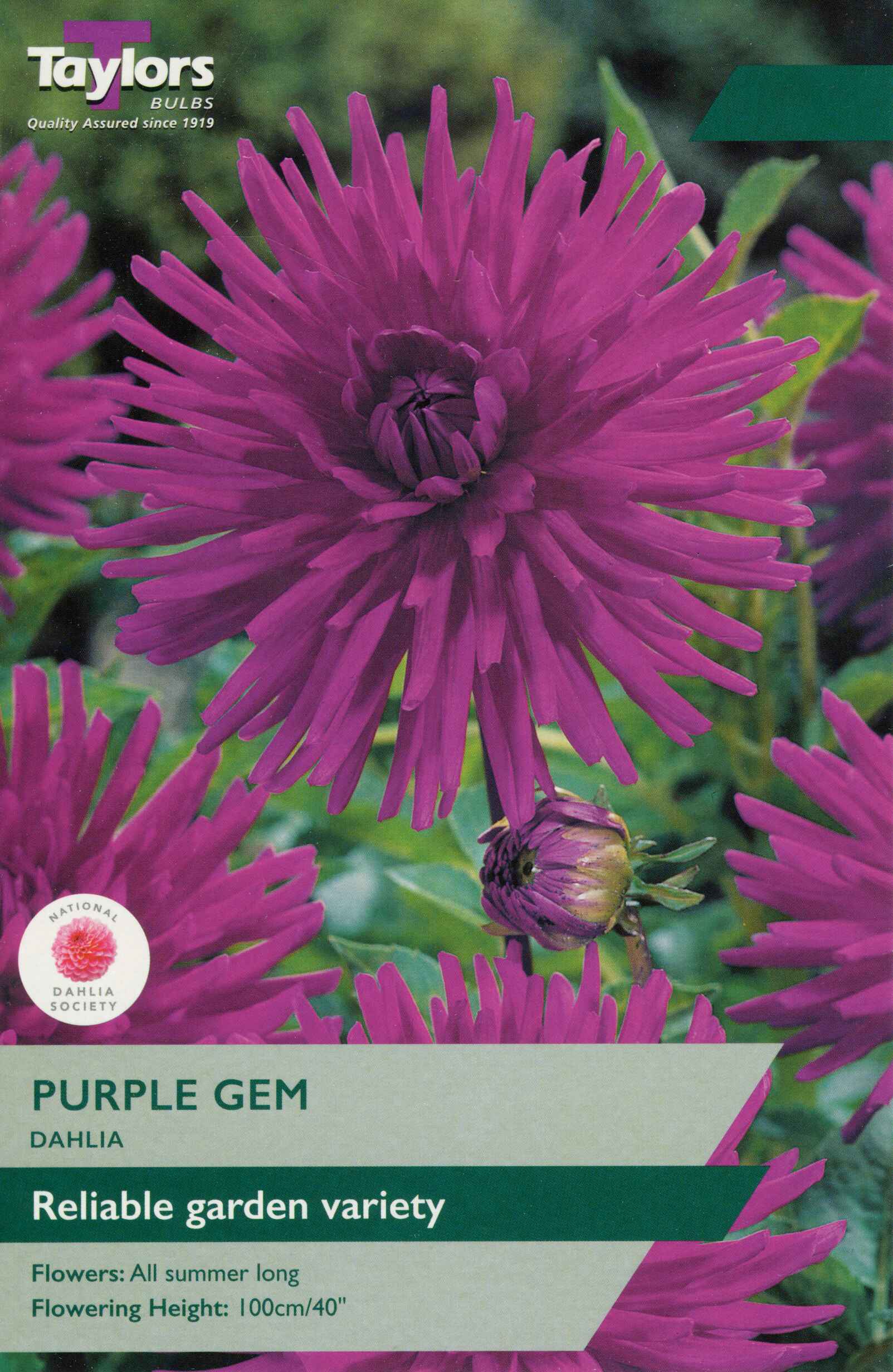 Taylor's Bulbs Dahlia Purple Gem