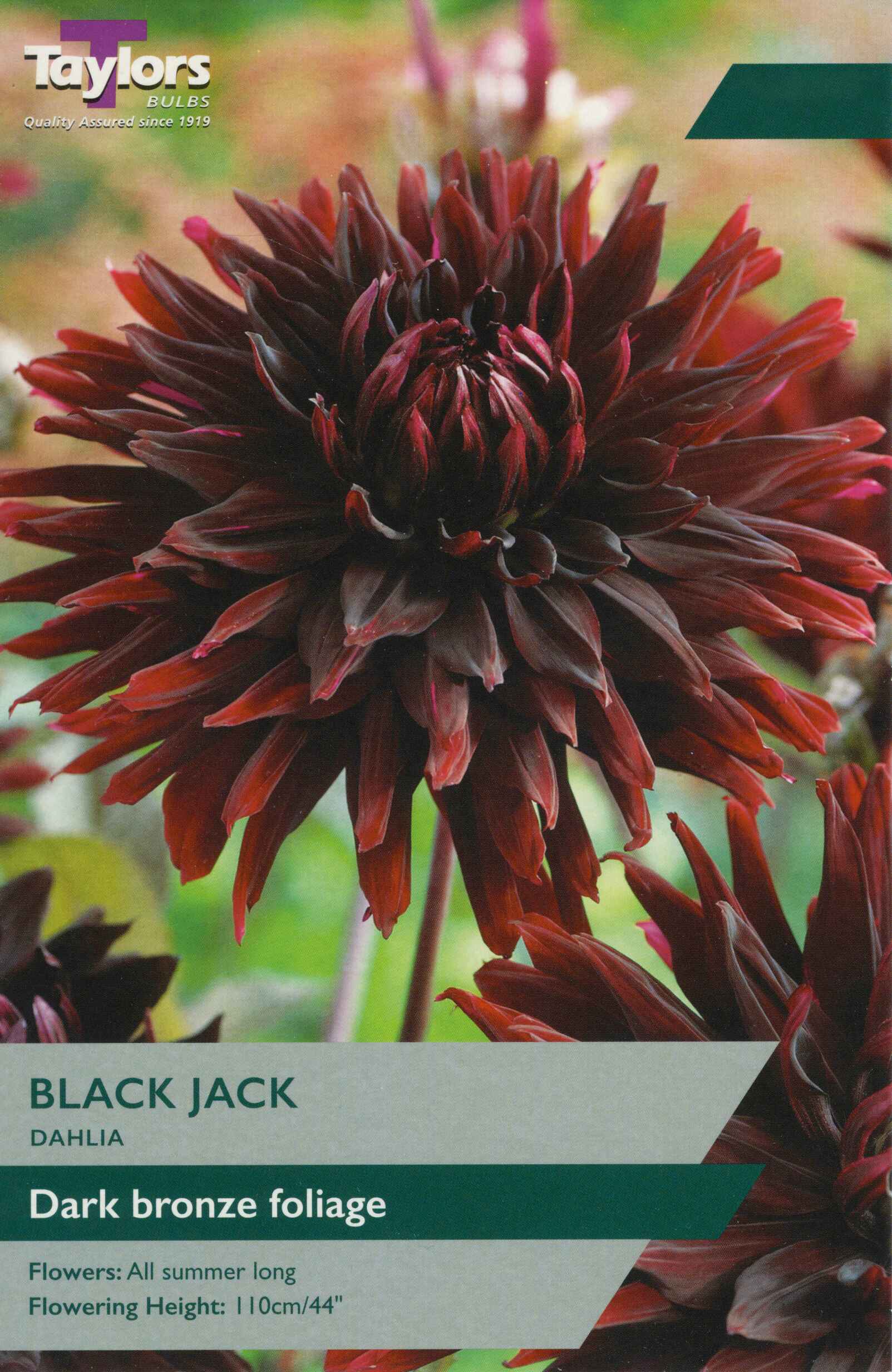 Taylor's Bulbs Dahlia Black Jack