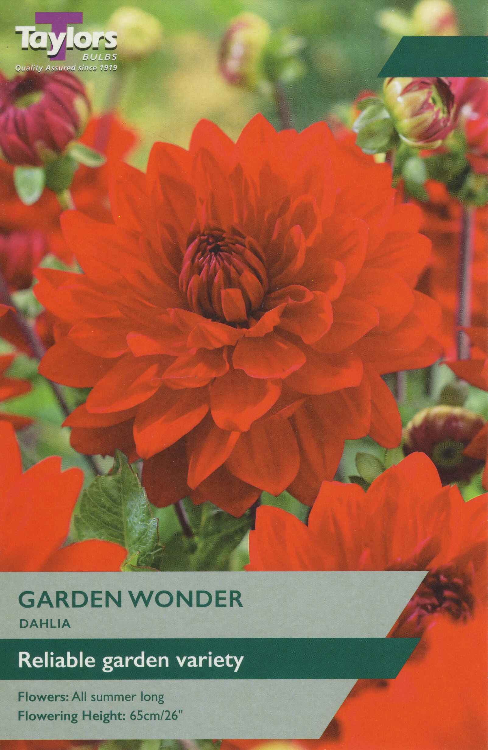 Taylor's Bulbs Dahlia Garden Wonder