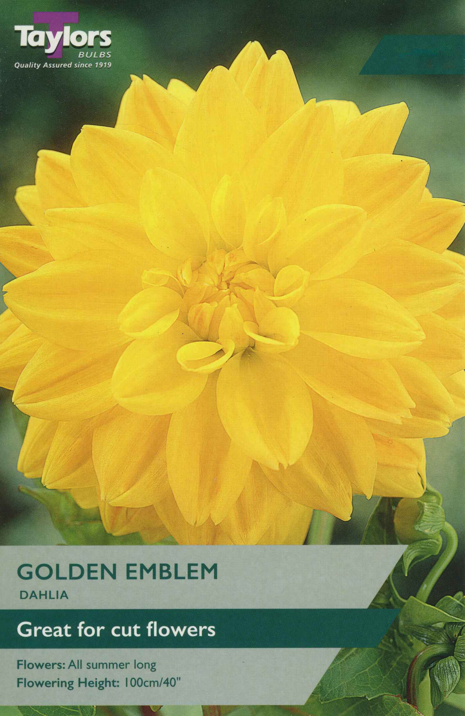 Taylor's Bulbs Dahlia Golden Emblem