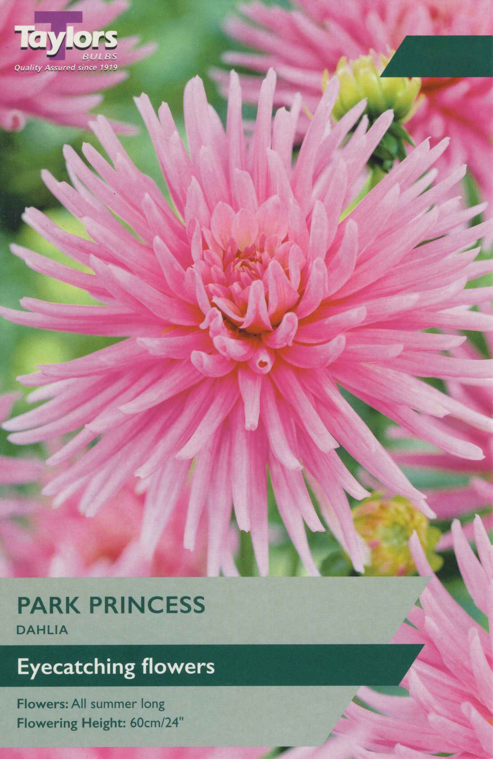 Taylor's Bulbs Dahlia Park Princess