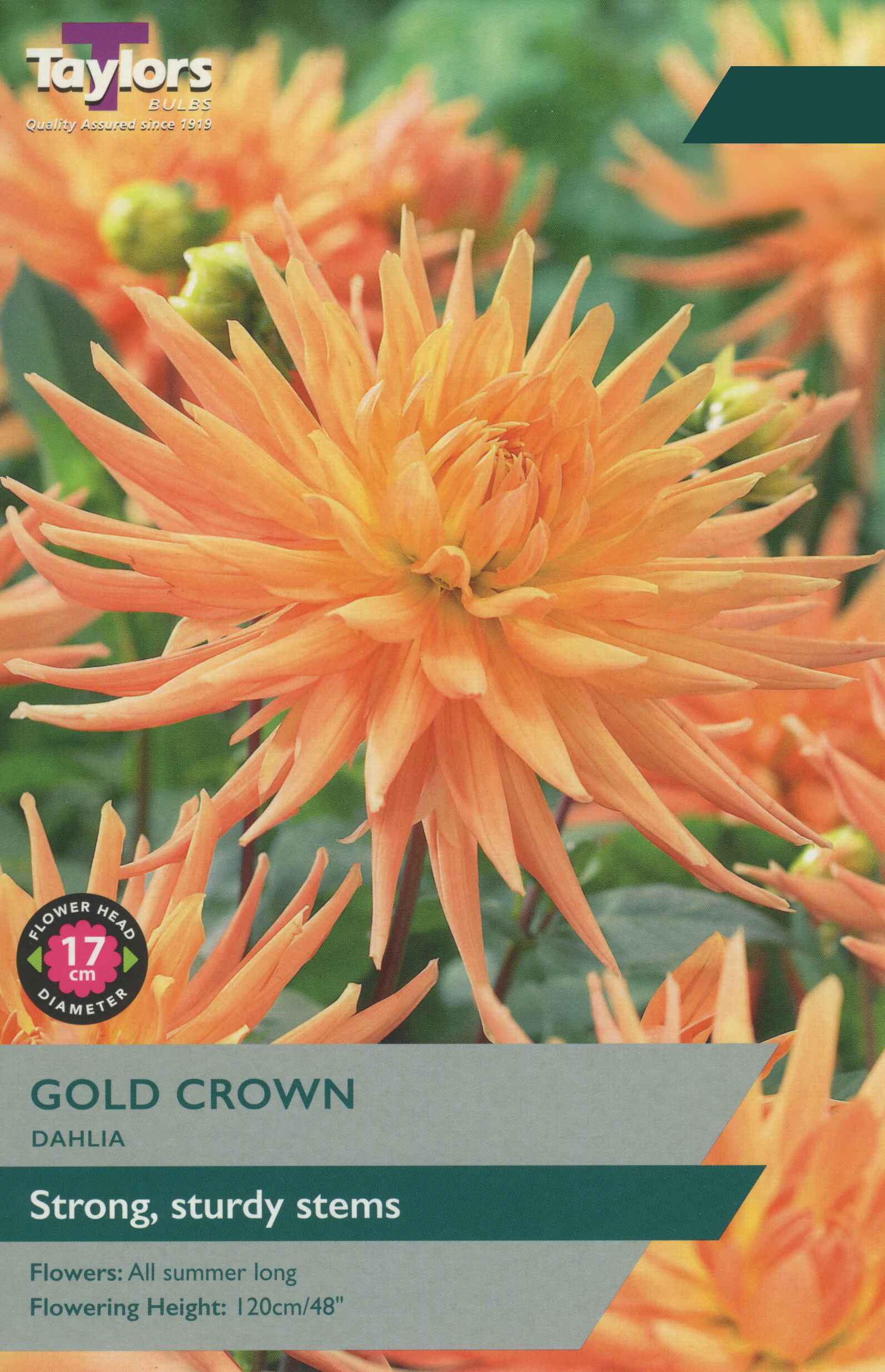 Taylor's Bulbs Dahlia Gold Crown