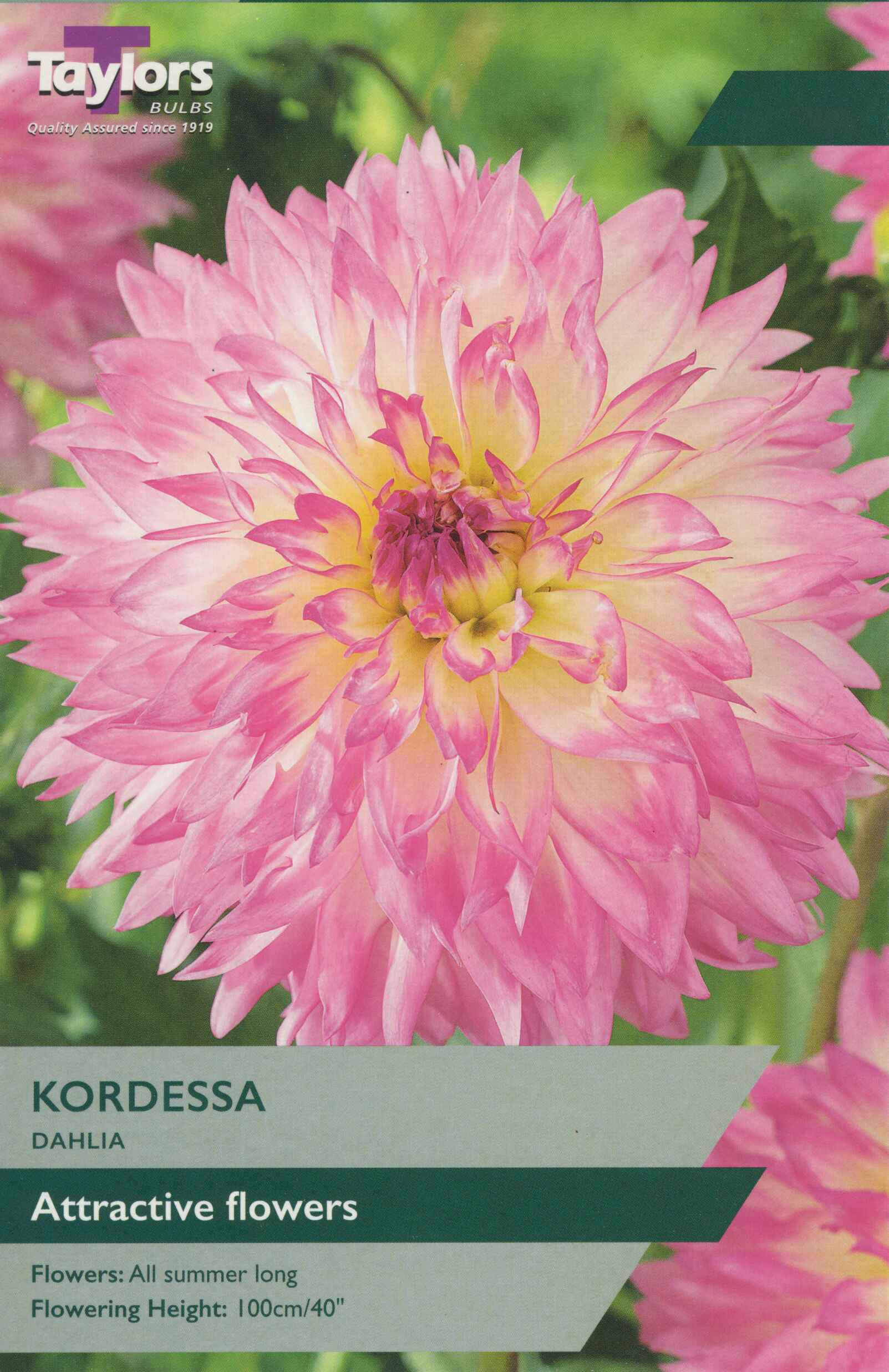 Taylor's Bulbs Dahlia Kordessa