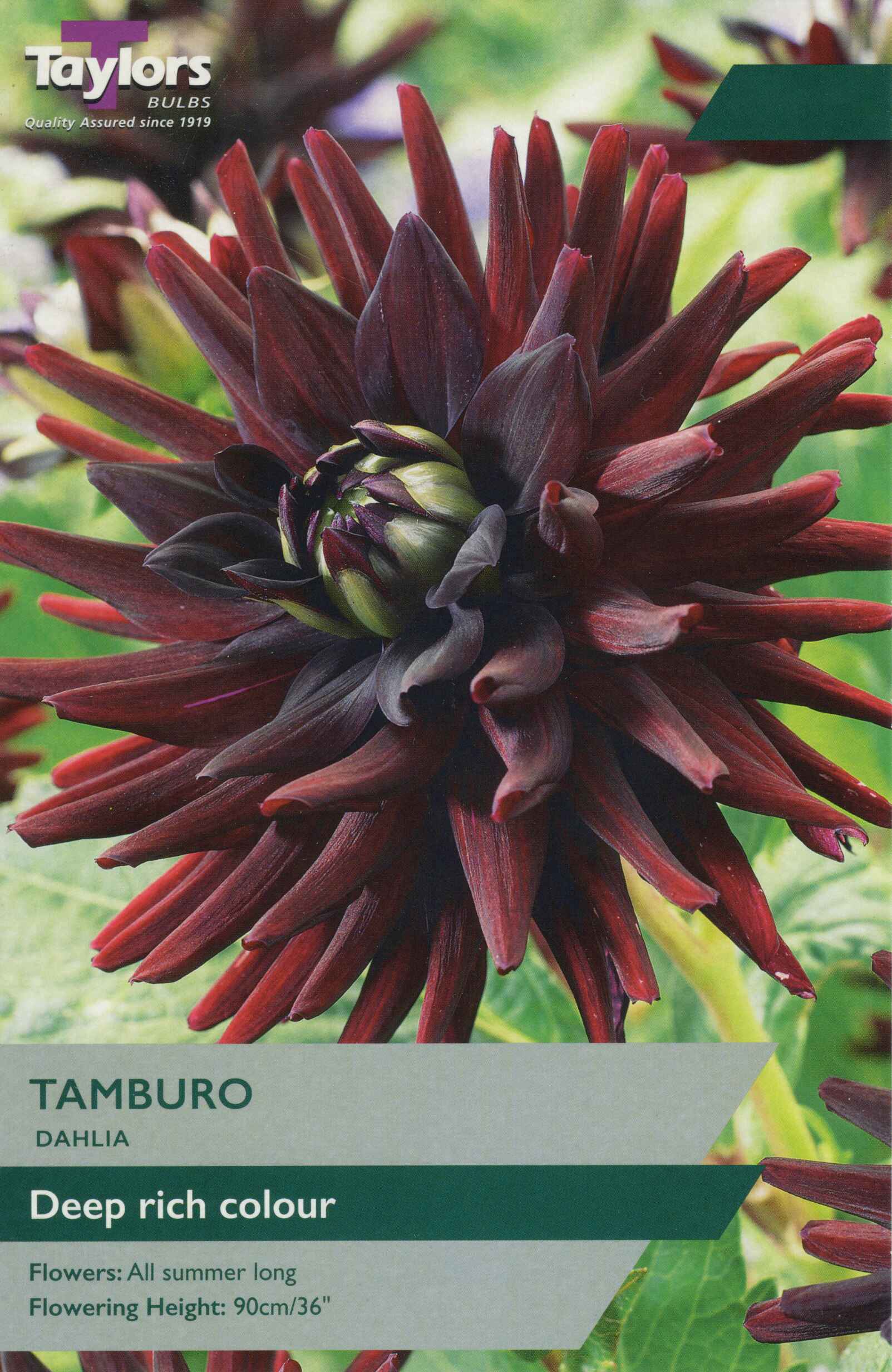 Taylor's Bulbs Dahlia Tamburo