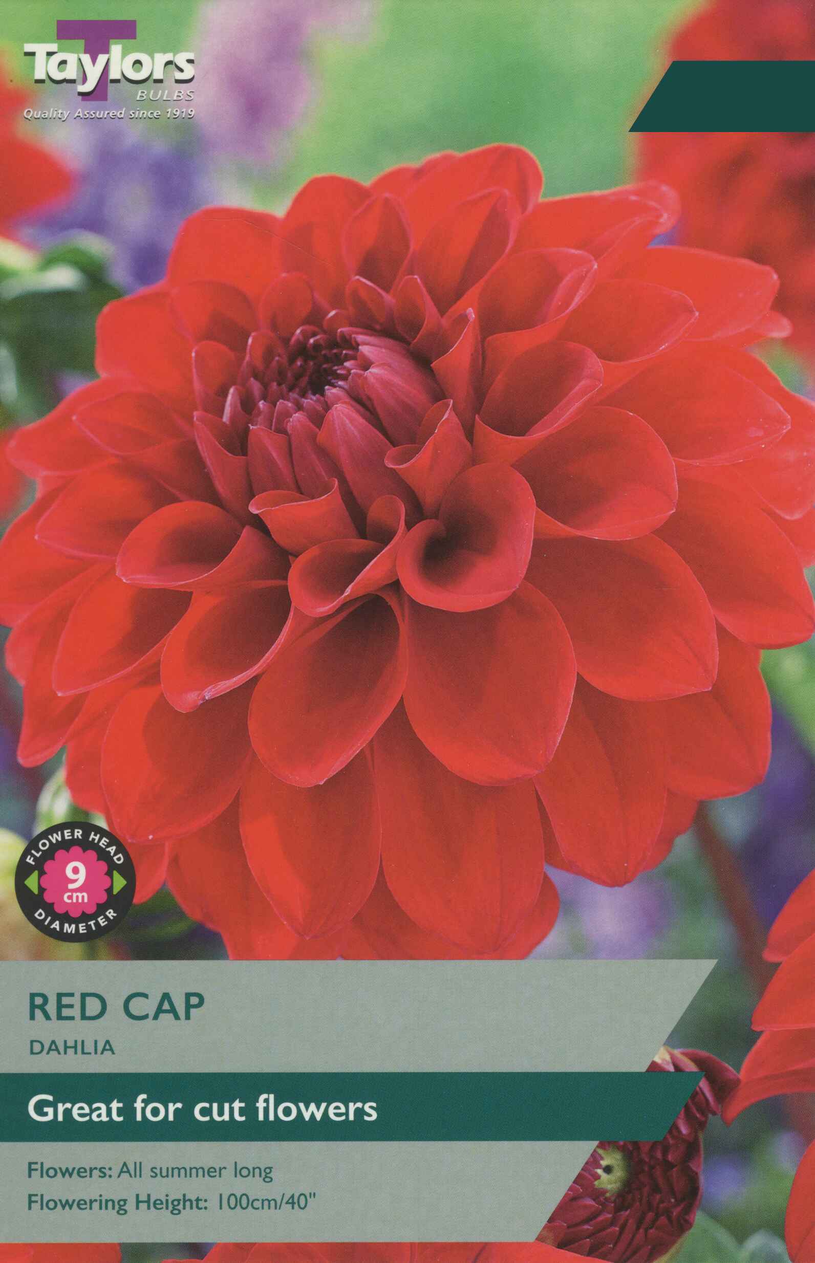 Taylor's Bulbs Dahlia Red Cap