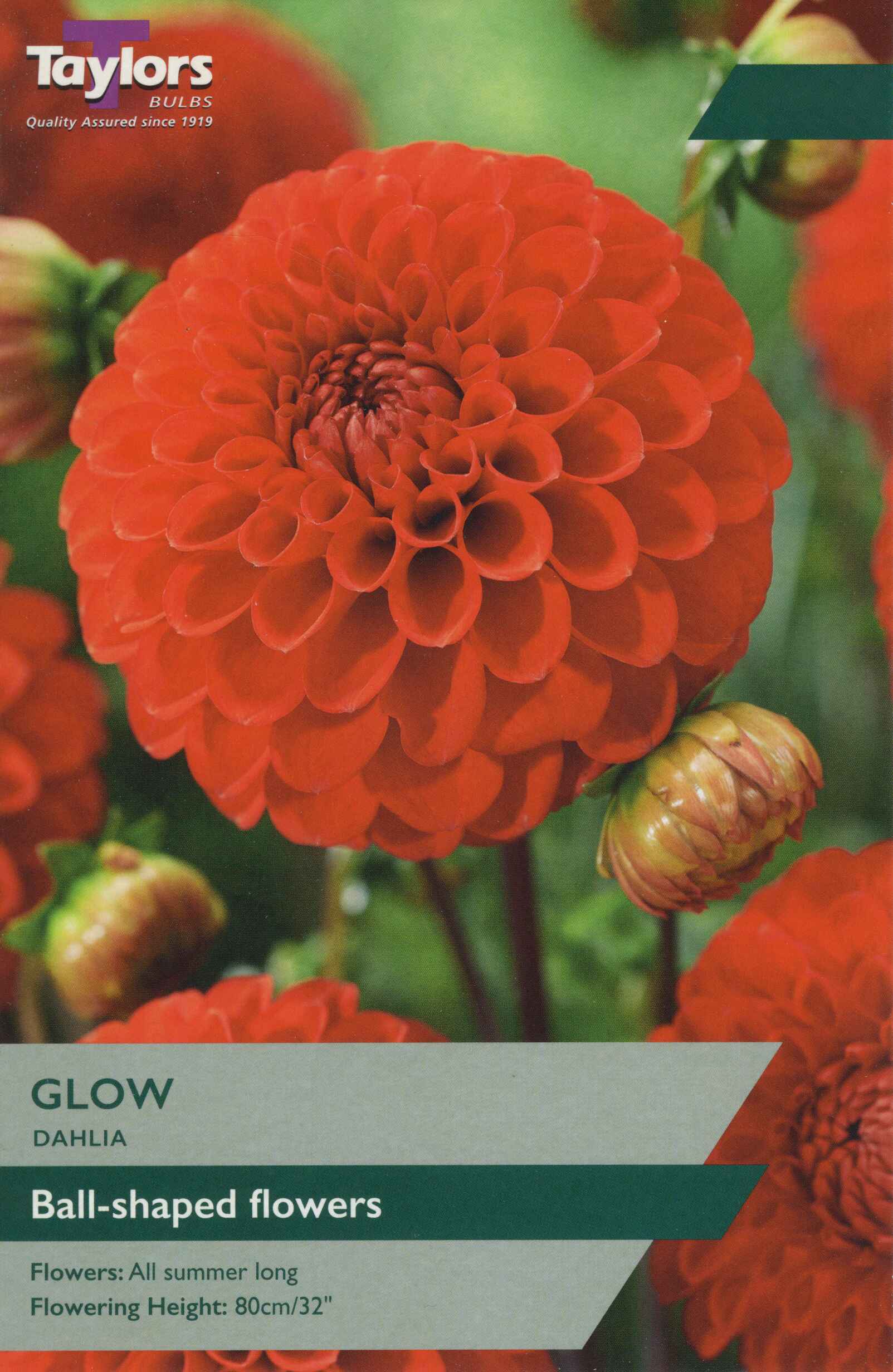 Taylor's Bulbs Dahlia Glow