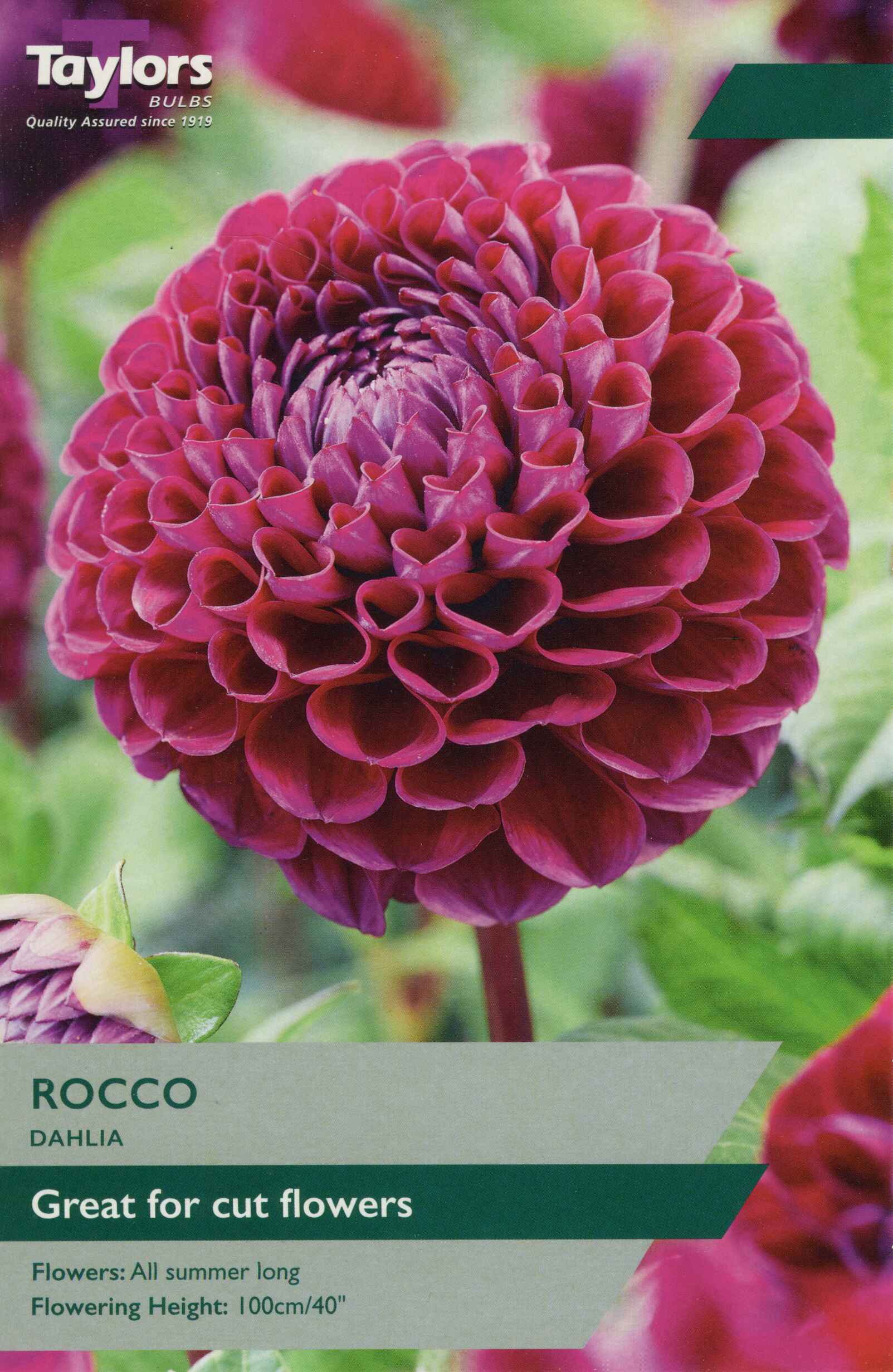 Taylor's Bulbs Dahlia Rocco