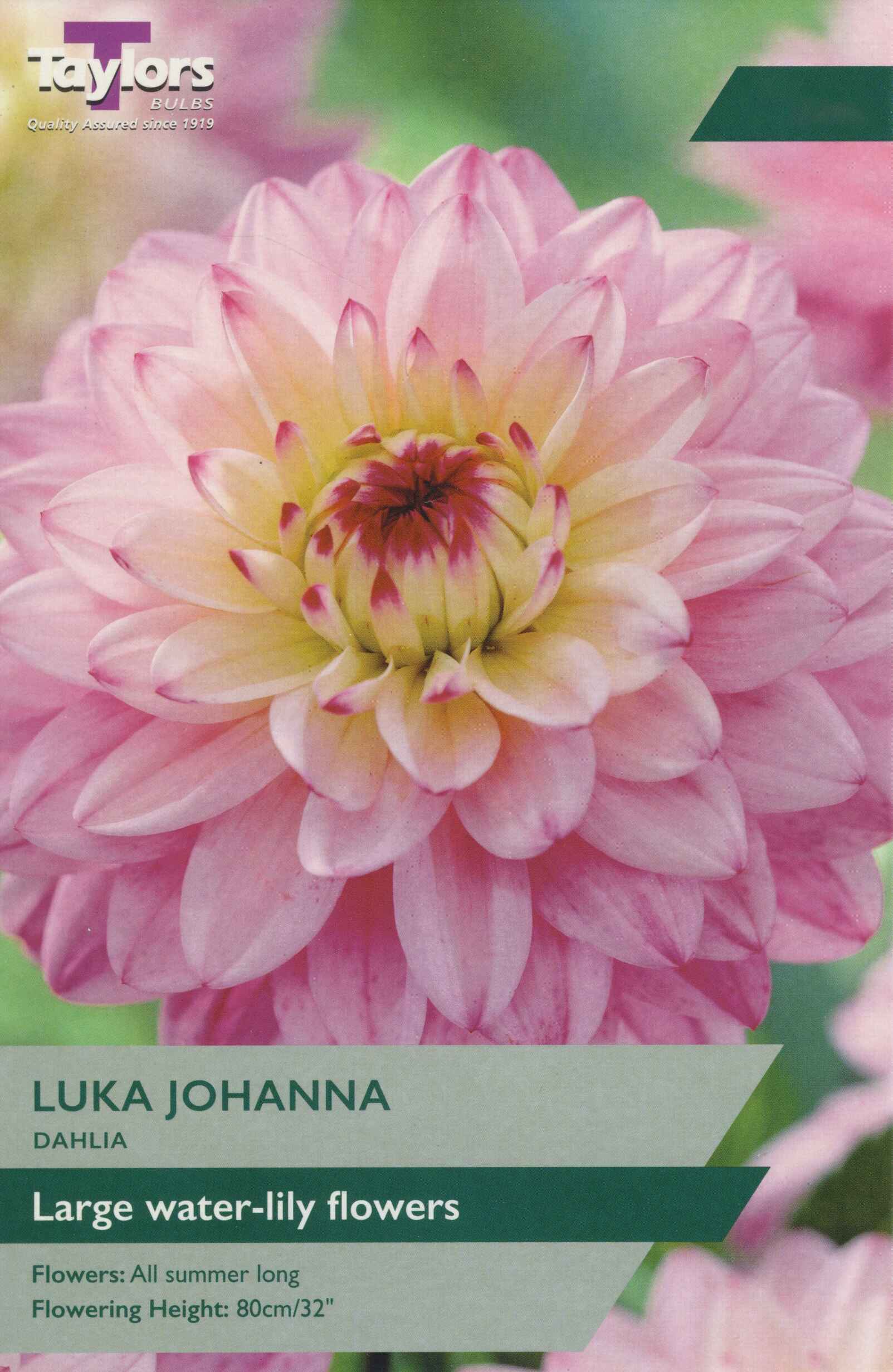 Taylor's Bulbs Dahlia Luka Johanna I P/P