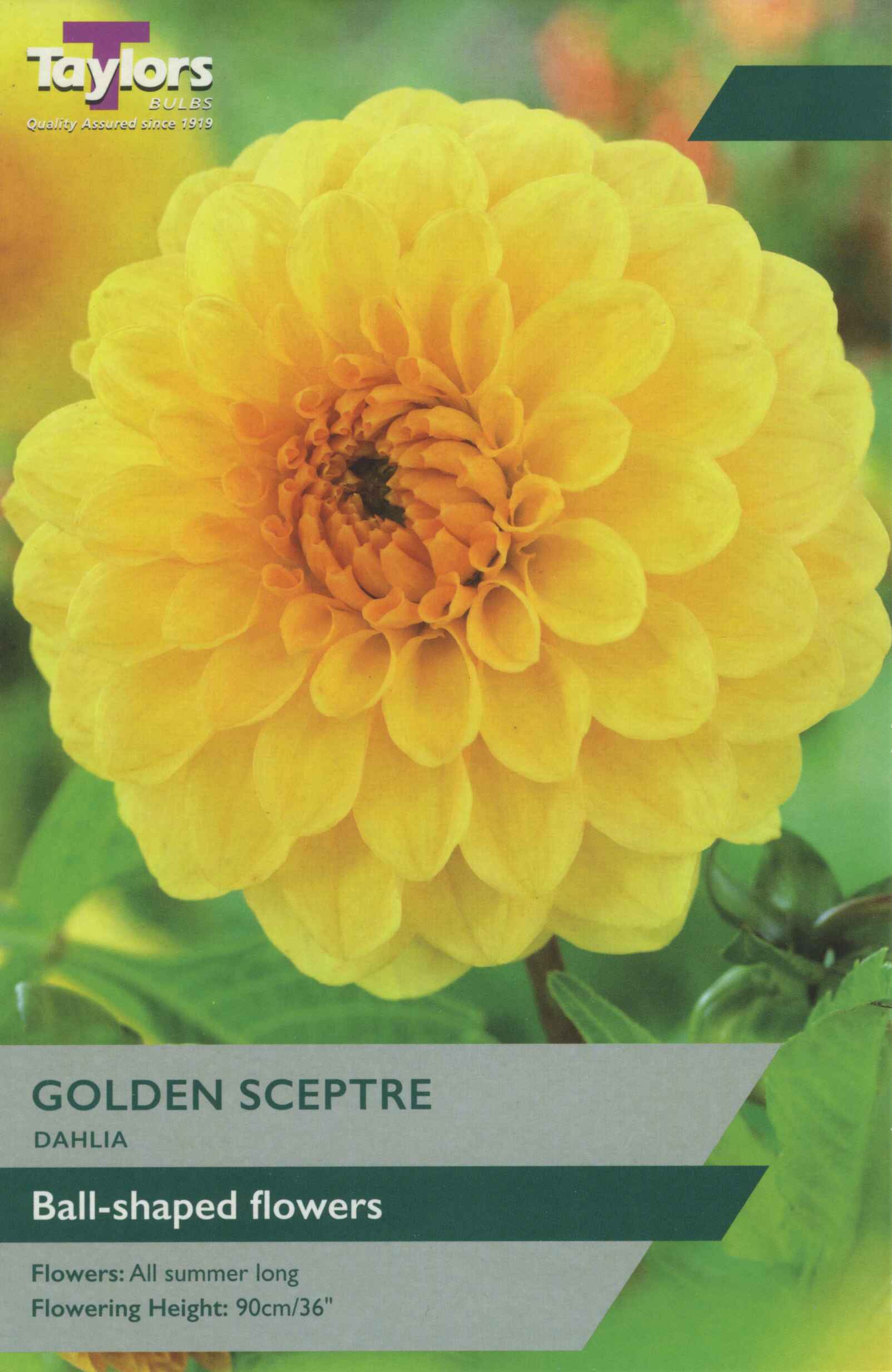 Taylor's Bulbs Dahlia Golden Scepter