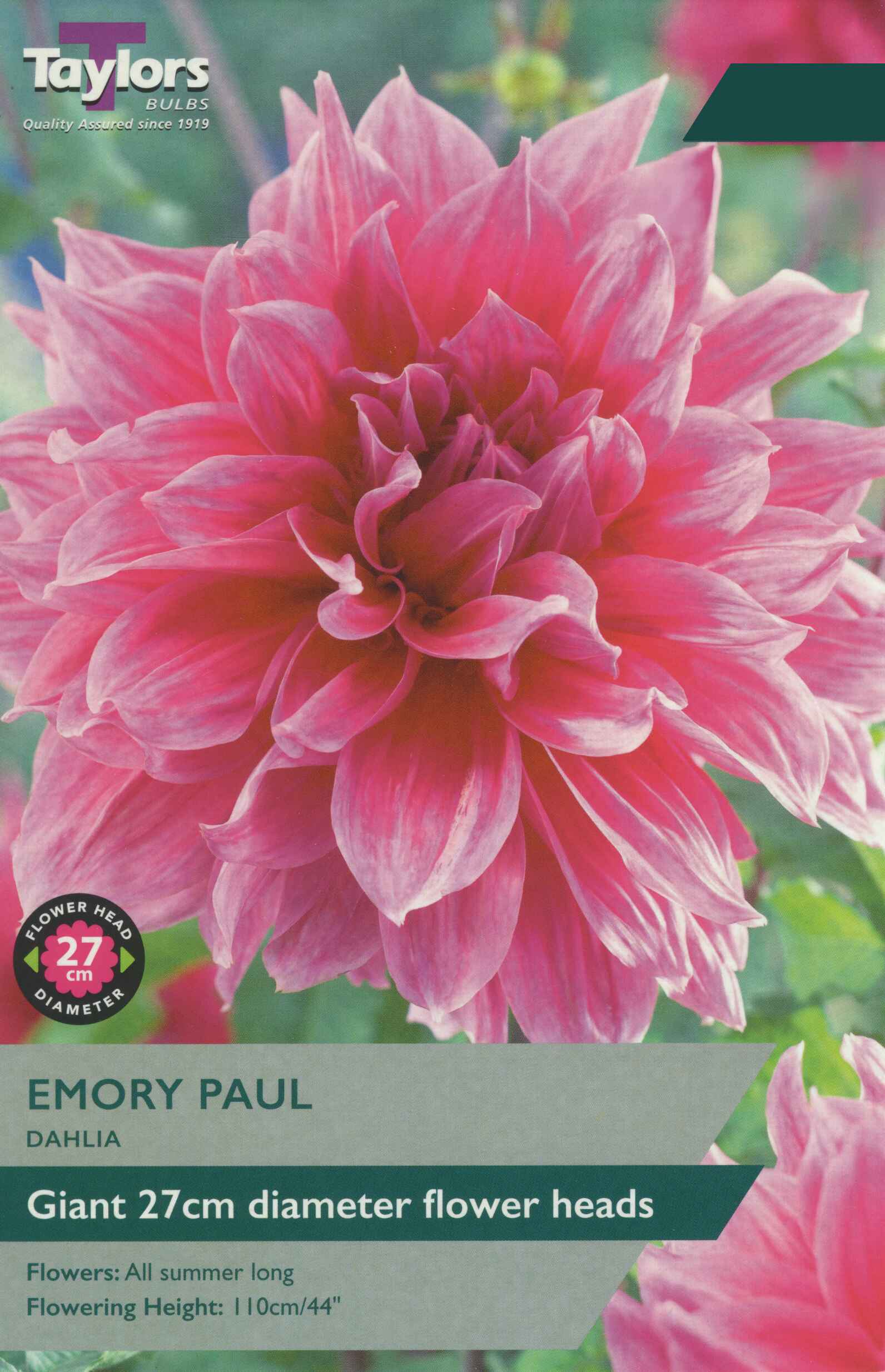 Taylor's Bulbs Dahlia Emory Paul