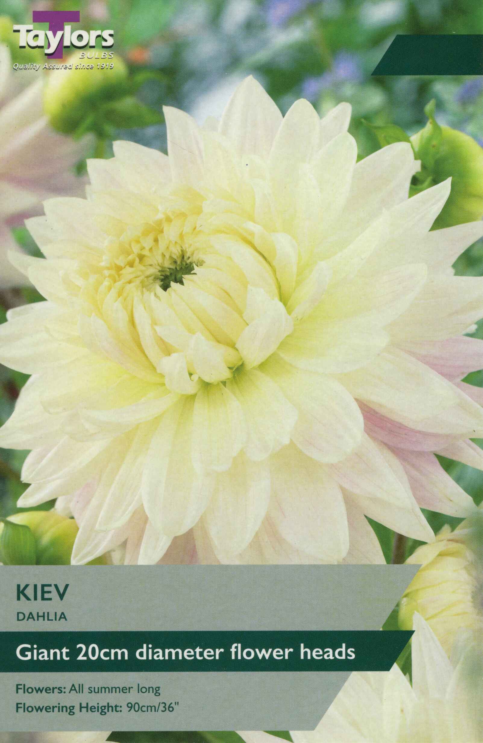 Taylor's Bulbs Dahlia Kiev