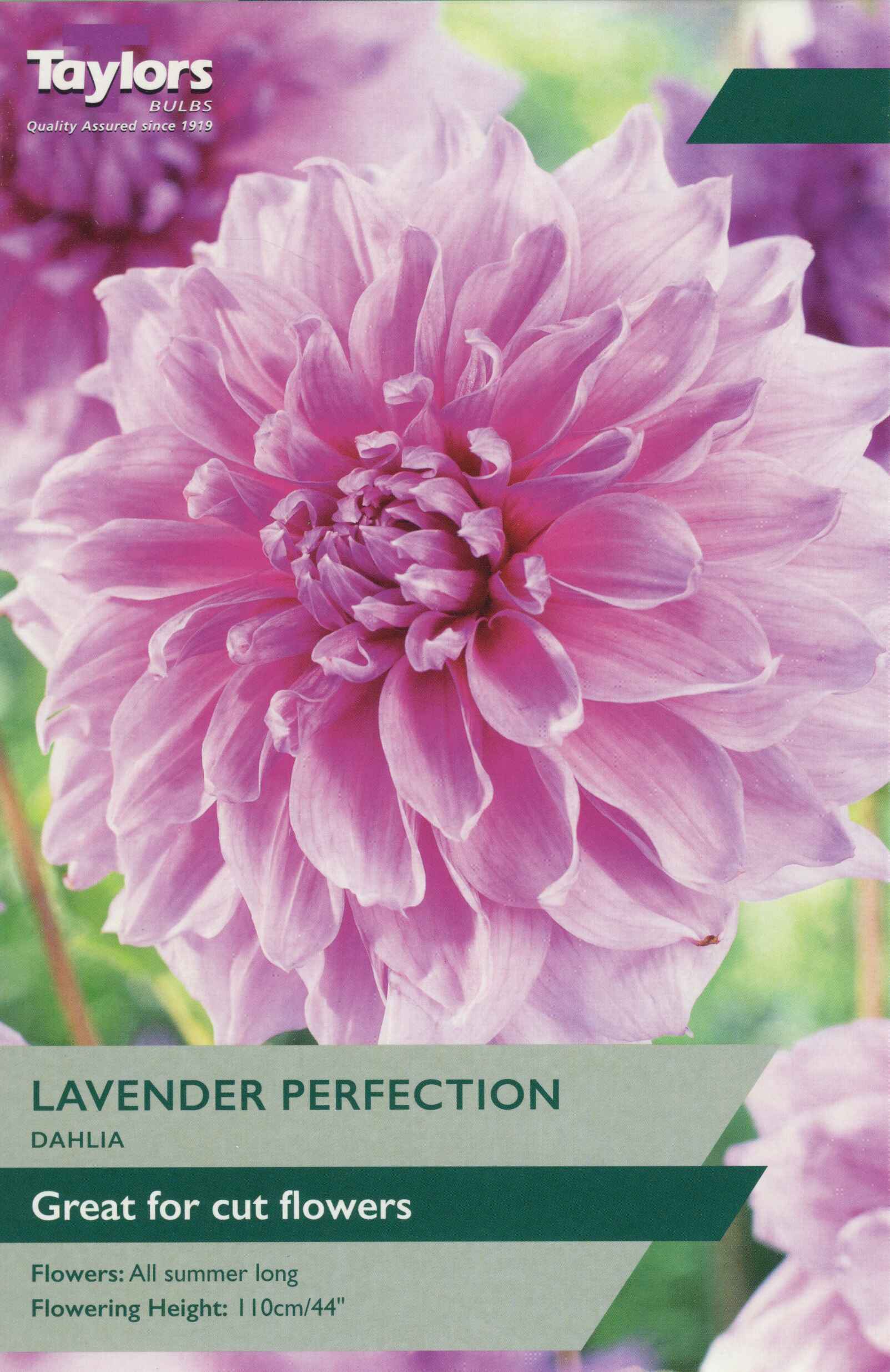 Taylor's Bulbs Dahlia Lavender Perfection