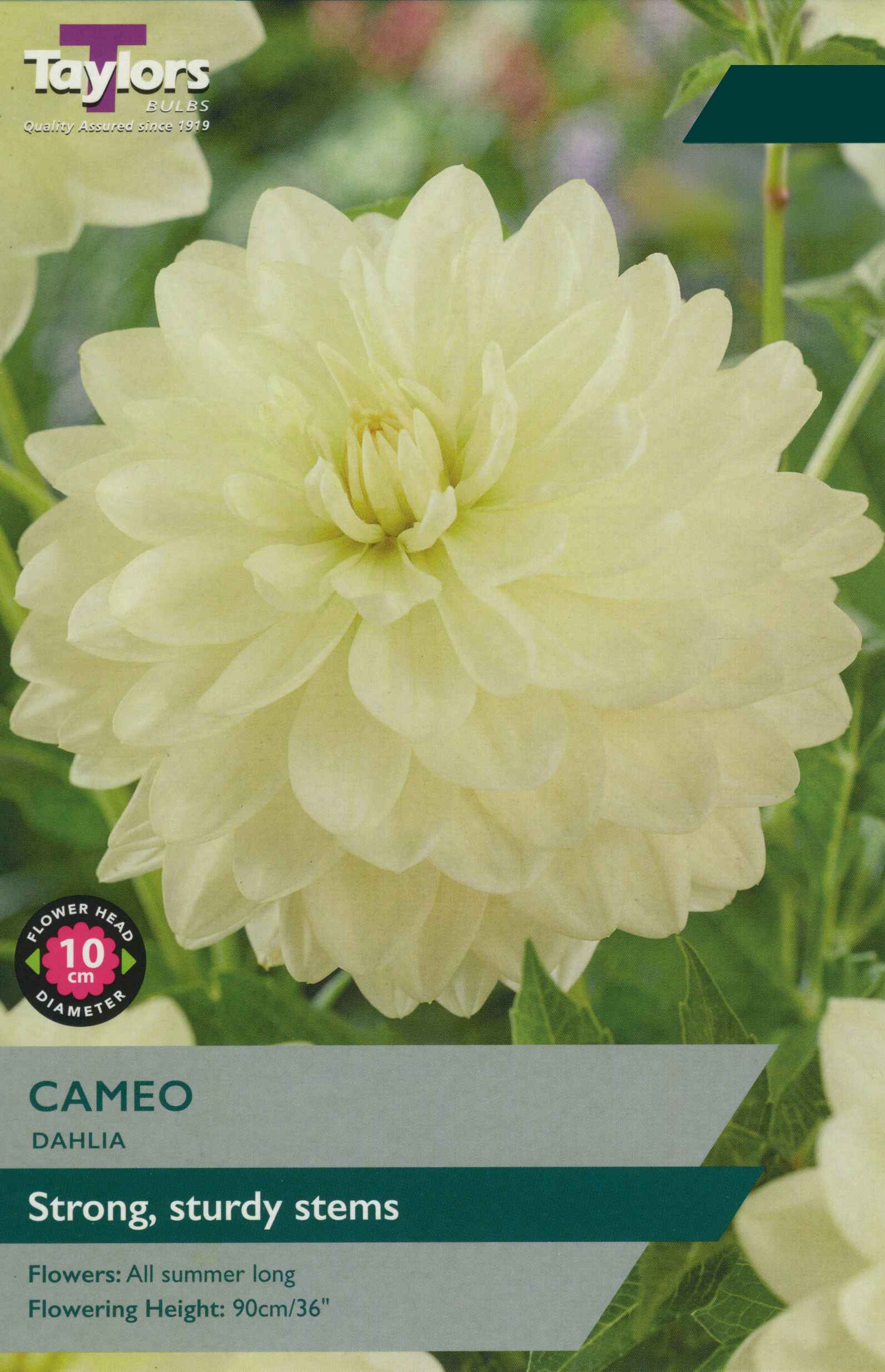Taylor's Bulbs Dahlia Cameo