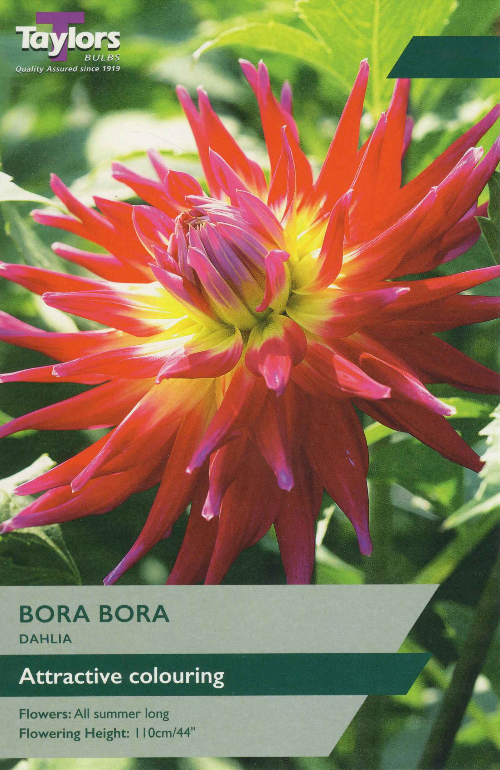 Taylor's Bulbs Dahlia Bora Bora