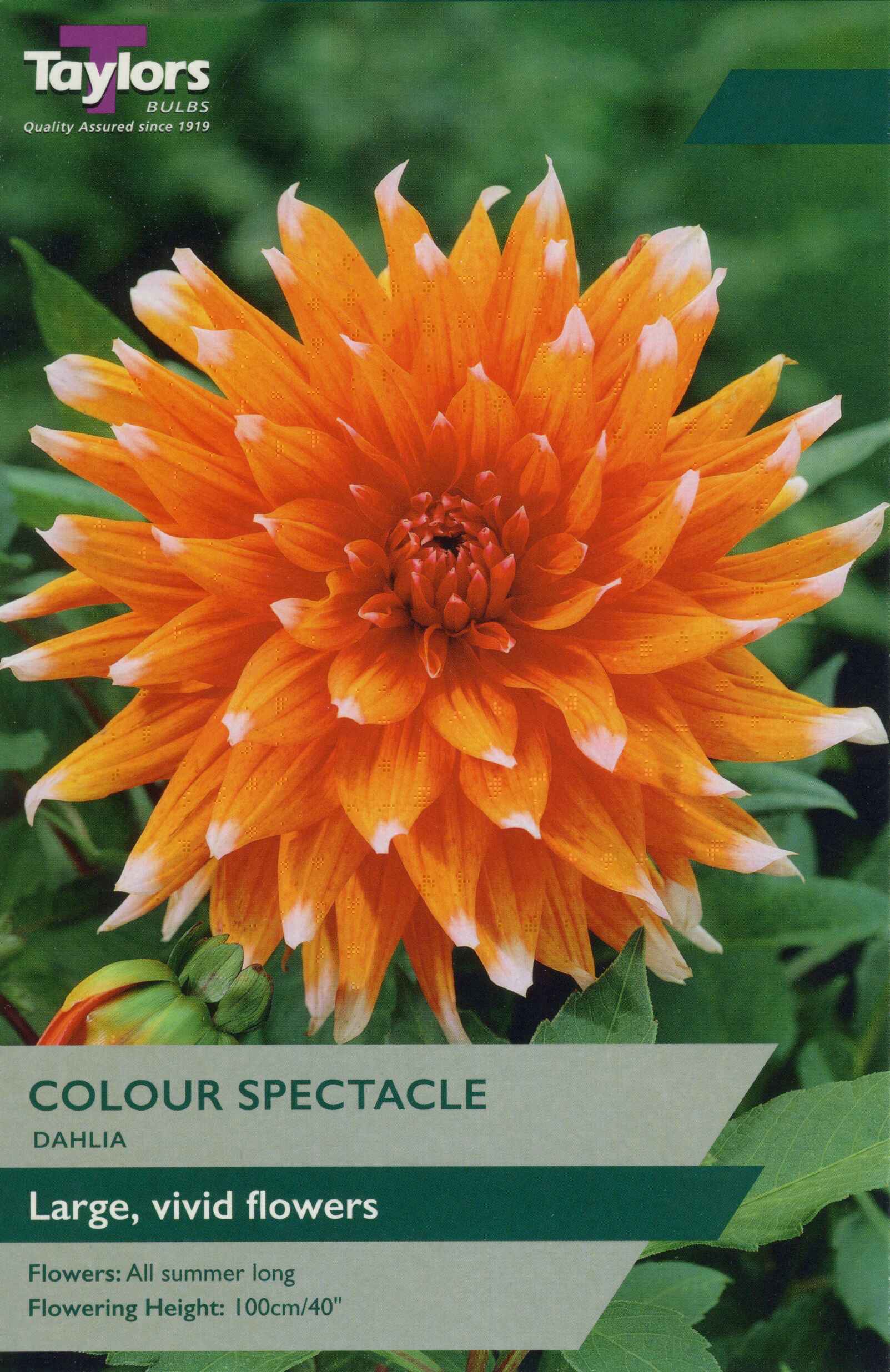 Taylor's Bulbs Dahlia Color Spectacle