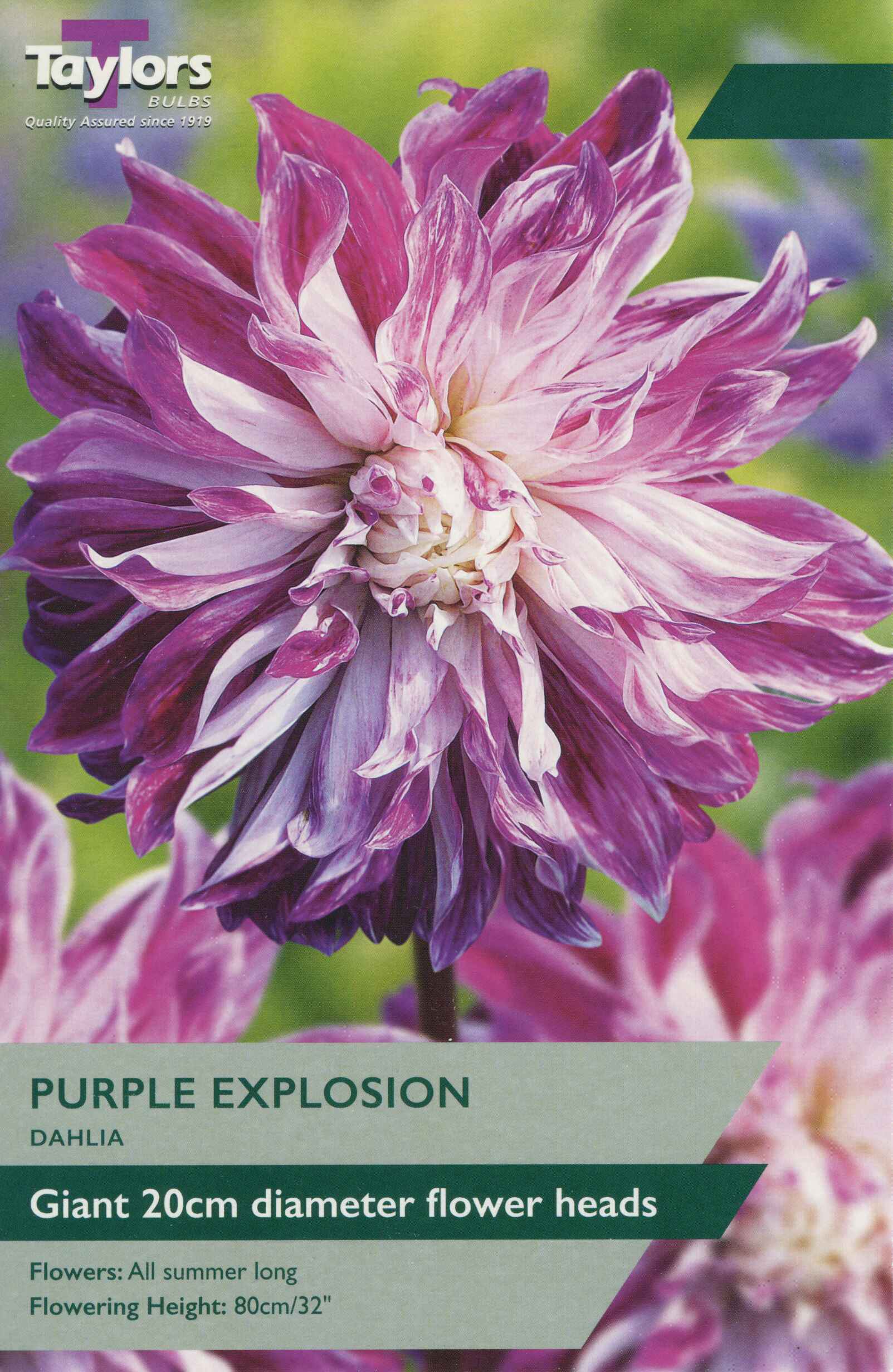 Taylor's Bulbs Dahlia Purple Explosion