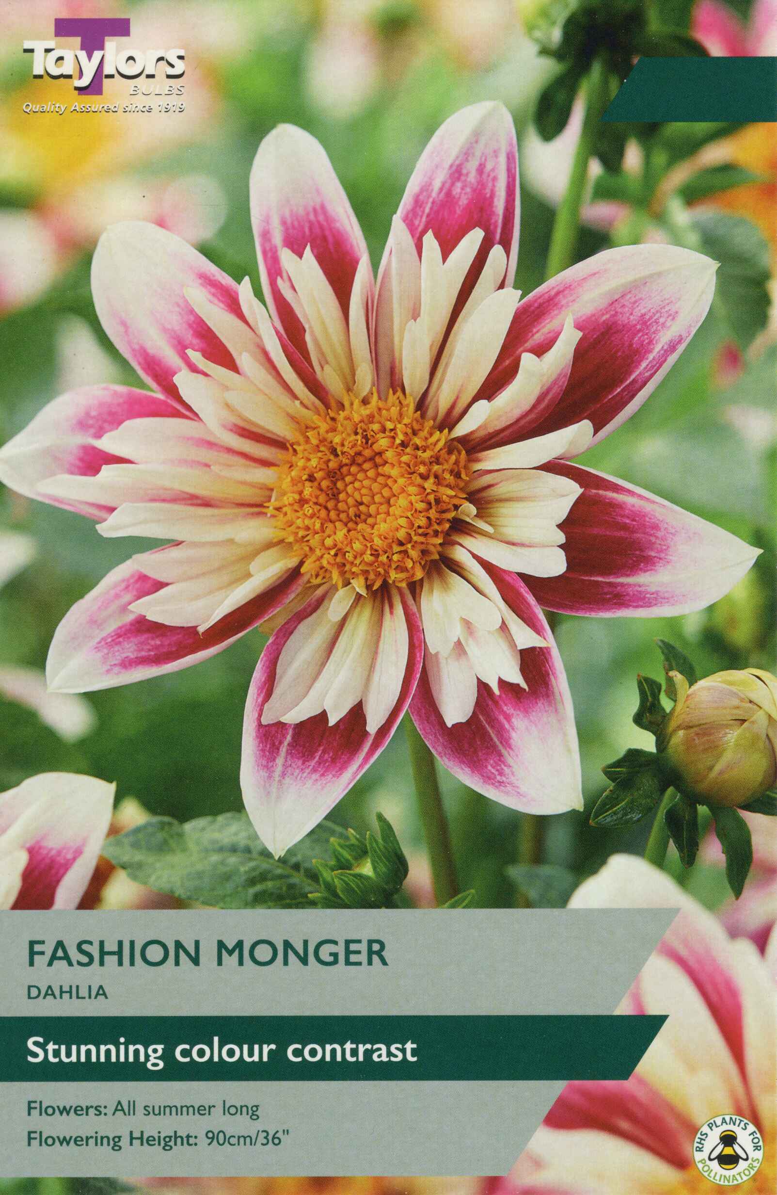 Taylor's Bulbs Dahlia Fashion Monger