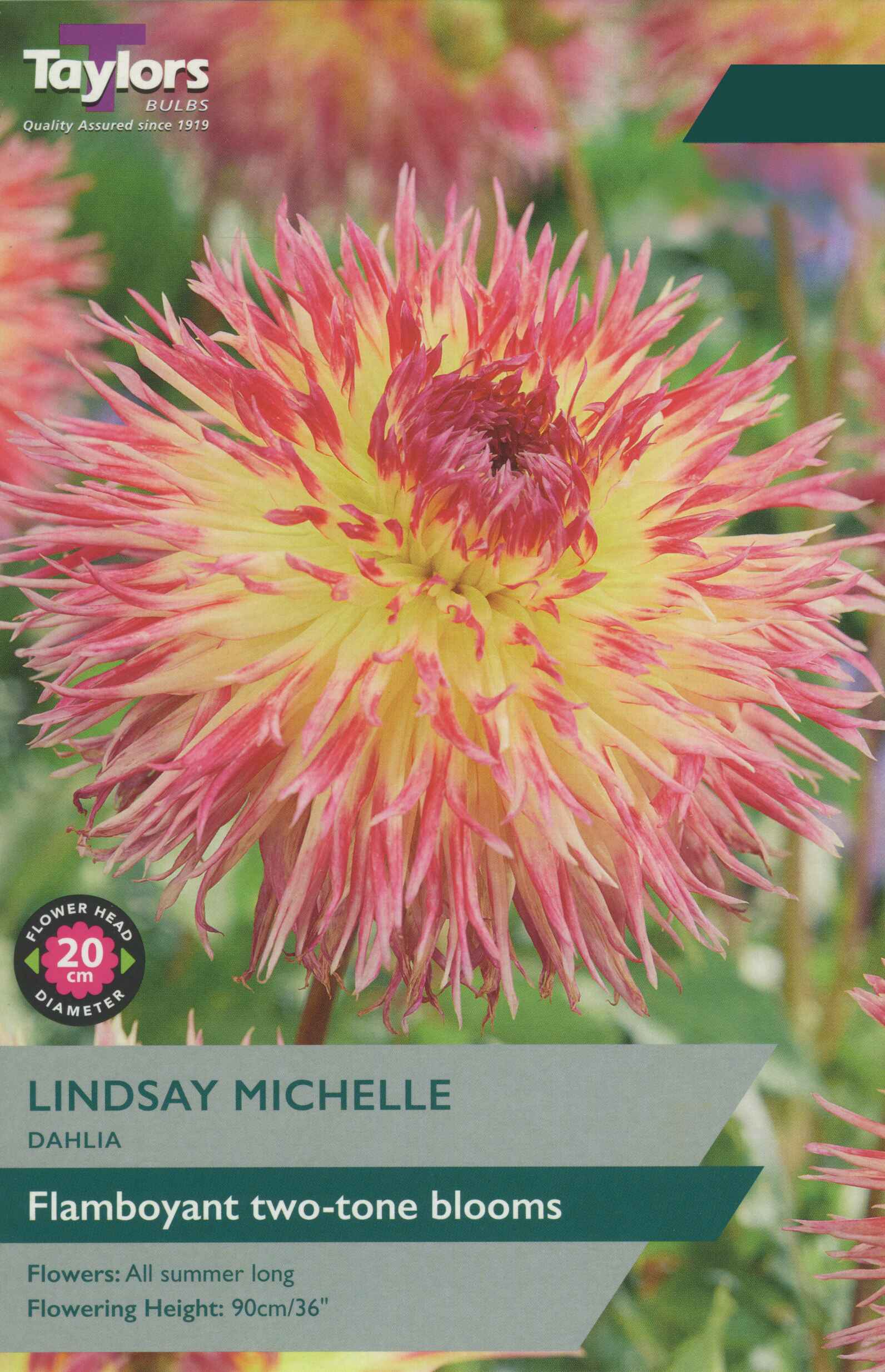 Taylor's Bulbs Dahlia Lindsay Michelle