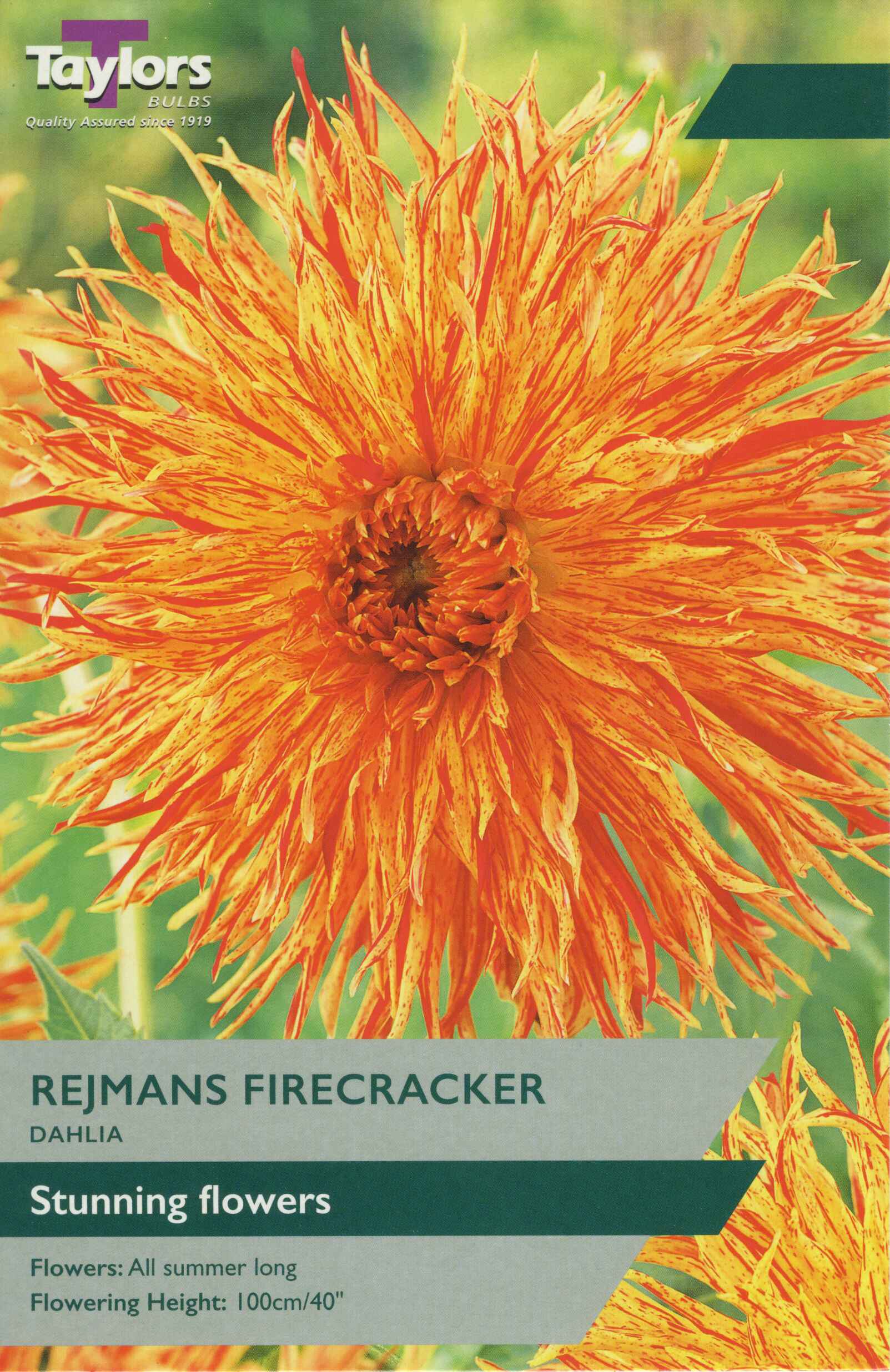 Taylor's Bulbs Dahlia Rejmans Firecracker