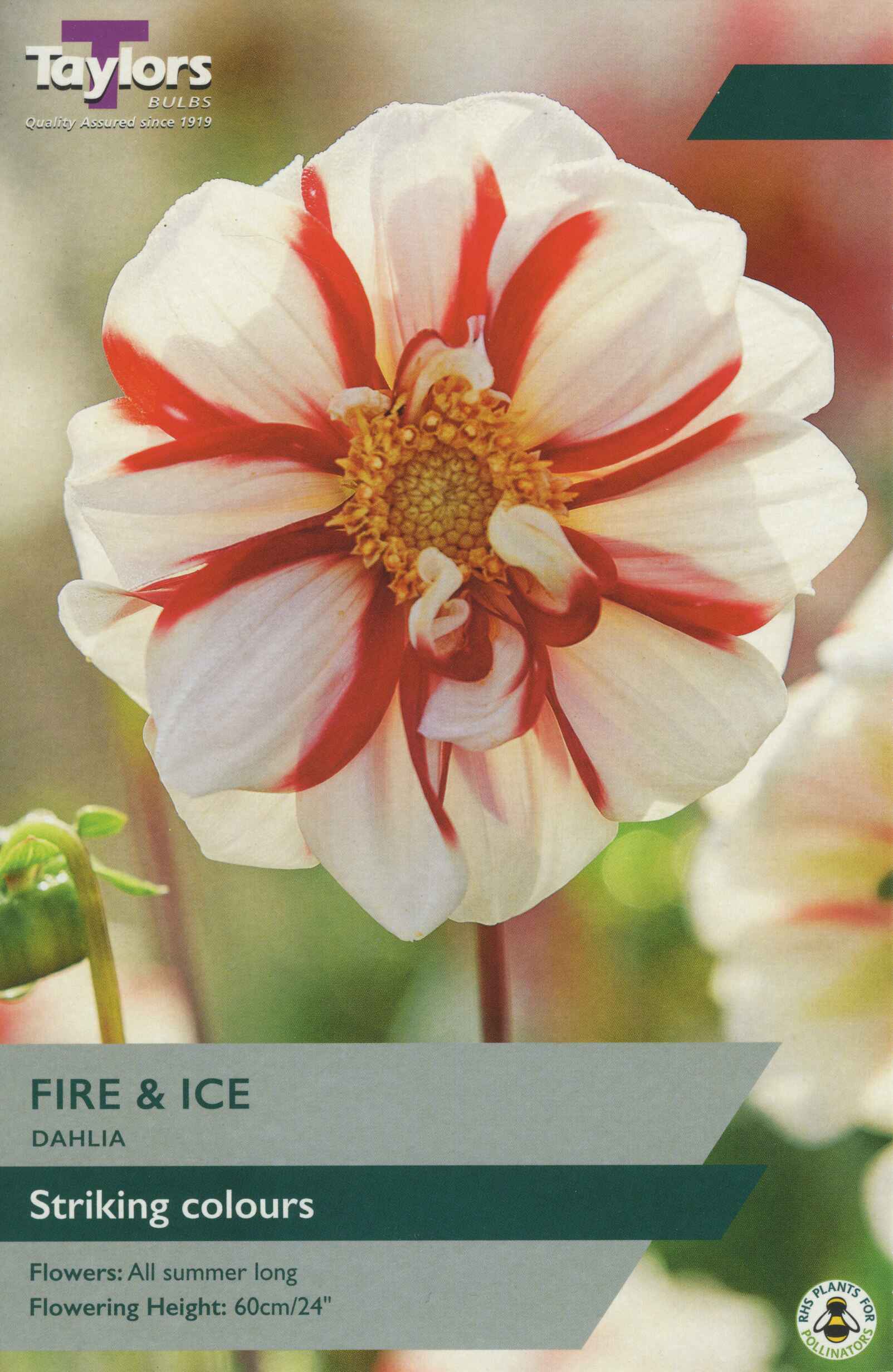 Taylor's Bulbs Dahlia Fire And Ice