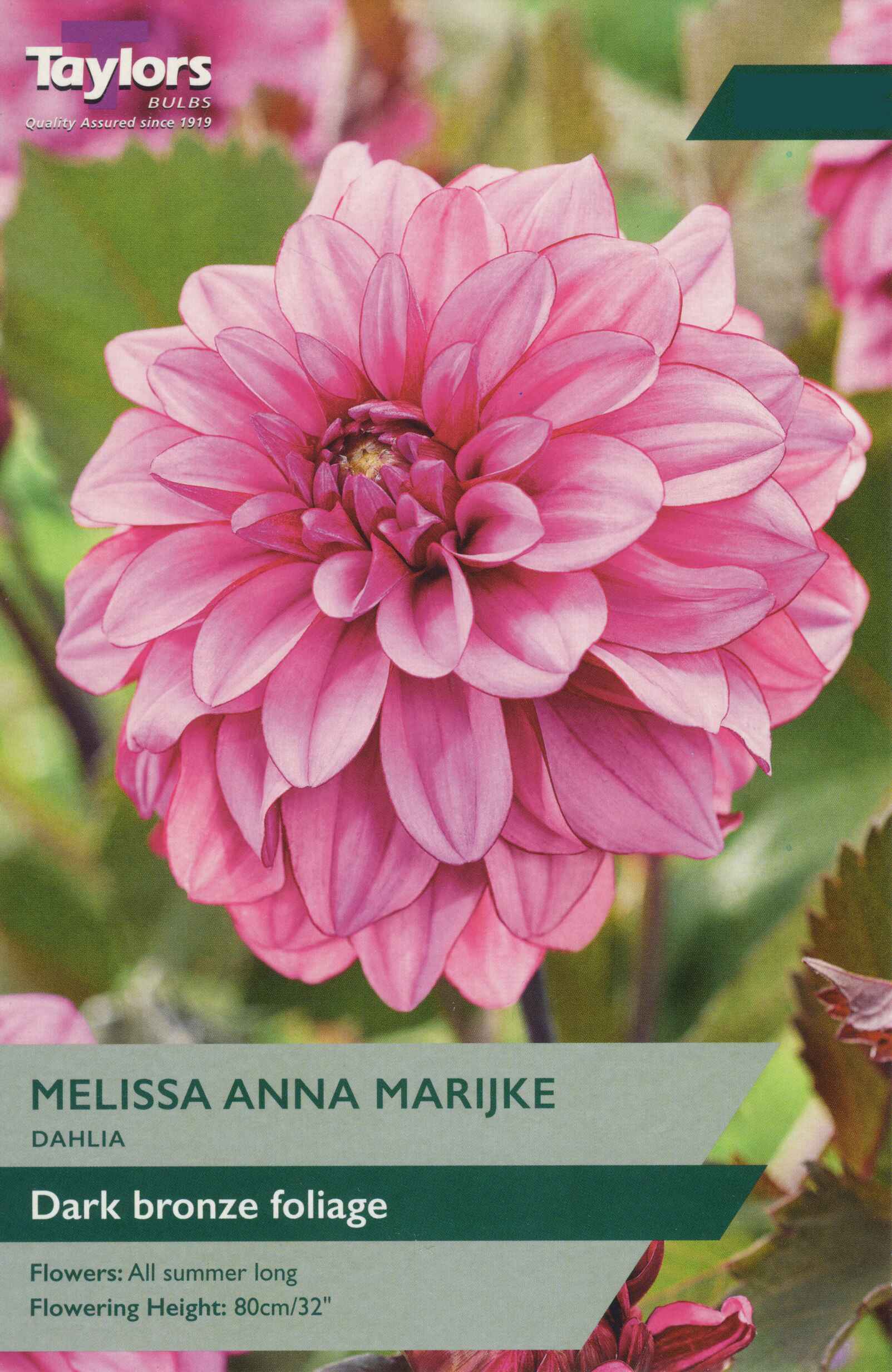 Taylor's Bulbs Dahlia Melissa Anna Marijke