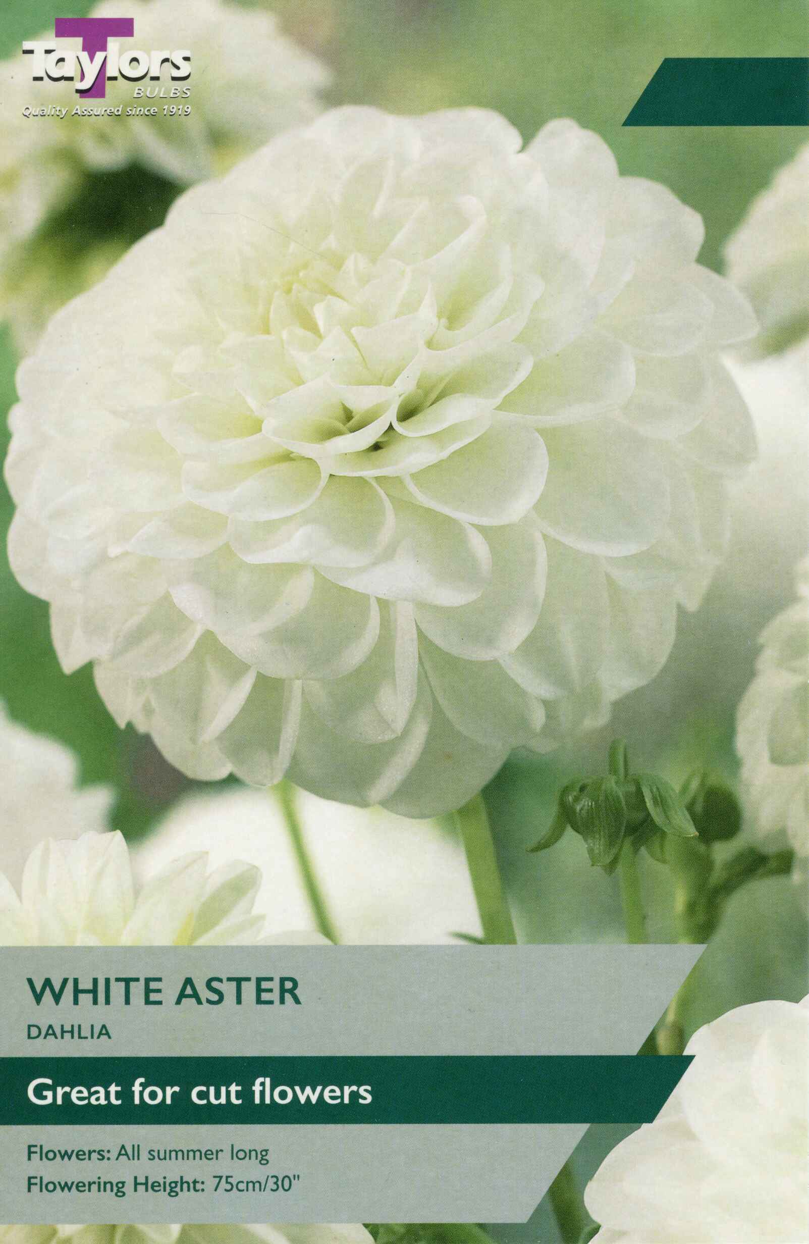Taylor's Bulbs Dahlia White Aster