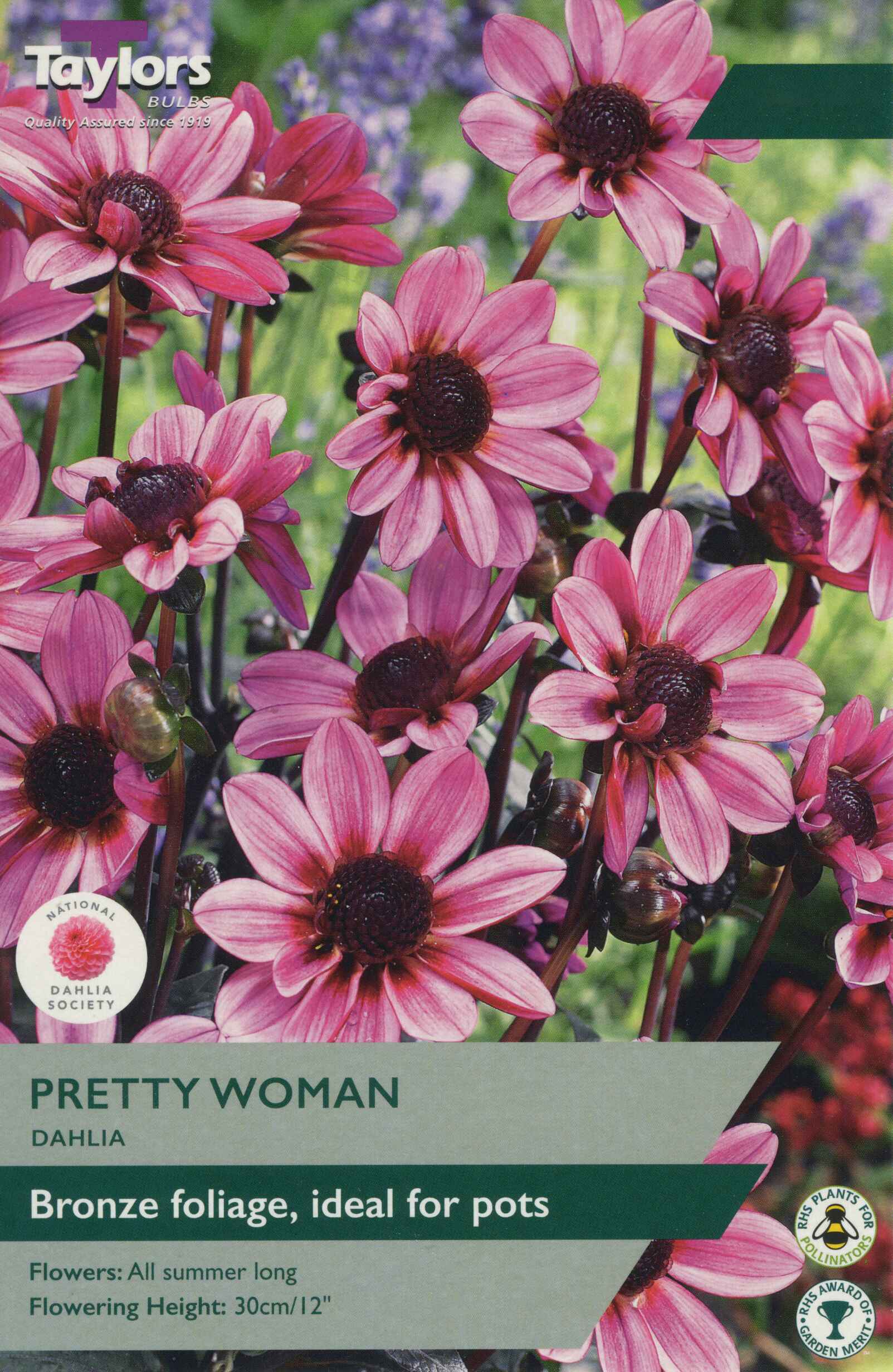 Taylor's Bulbs Dahlia Pretty Woman
