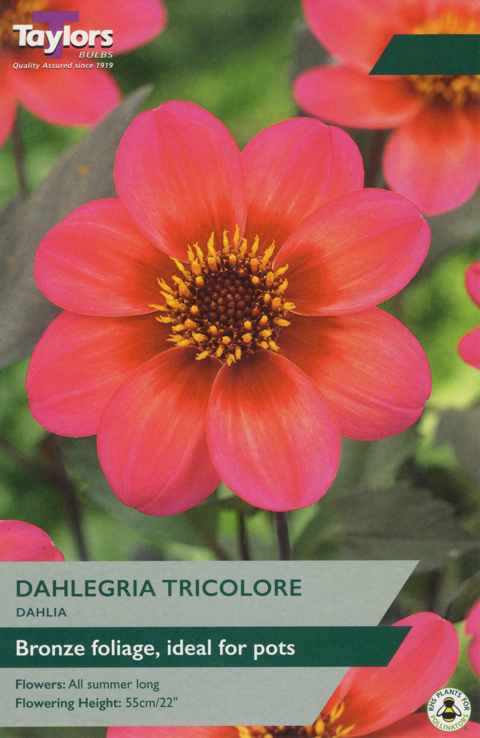 Taylor's Bulbs Dahlia Dahlegria Tricolore