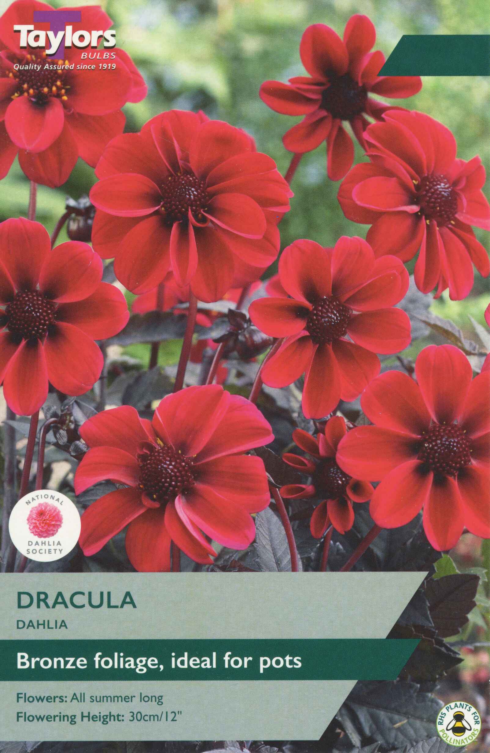 Taylor's Bulbs Dahlia Dracula