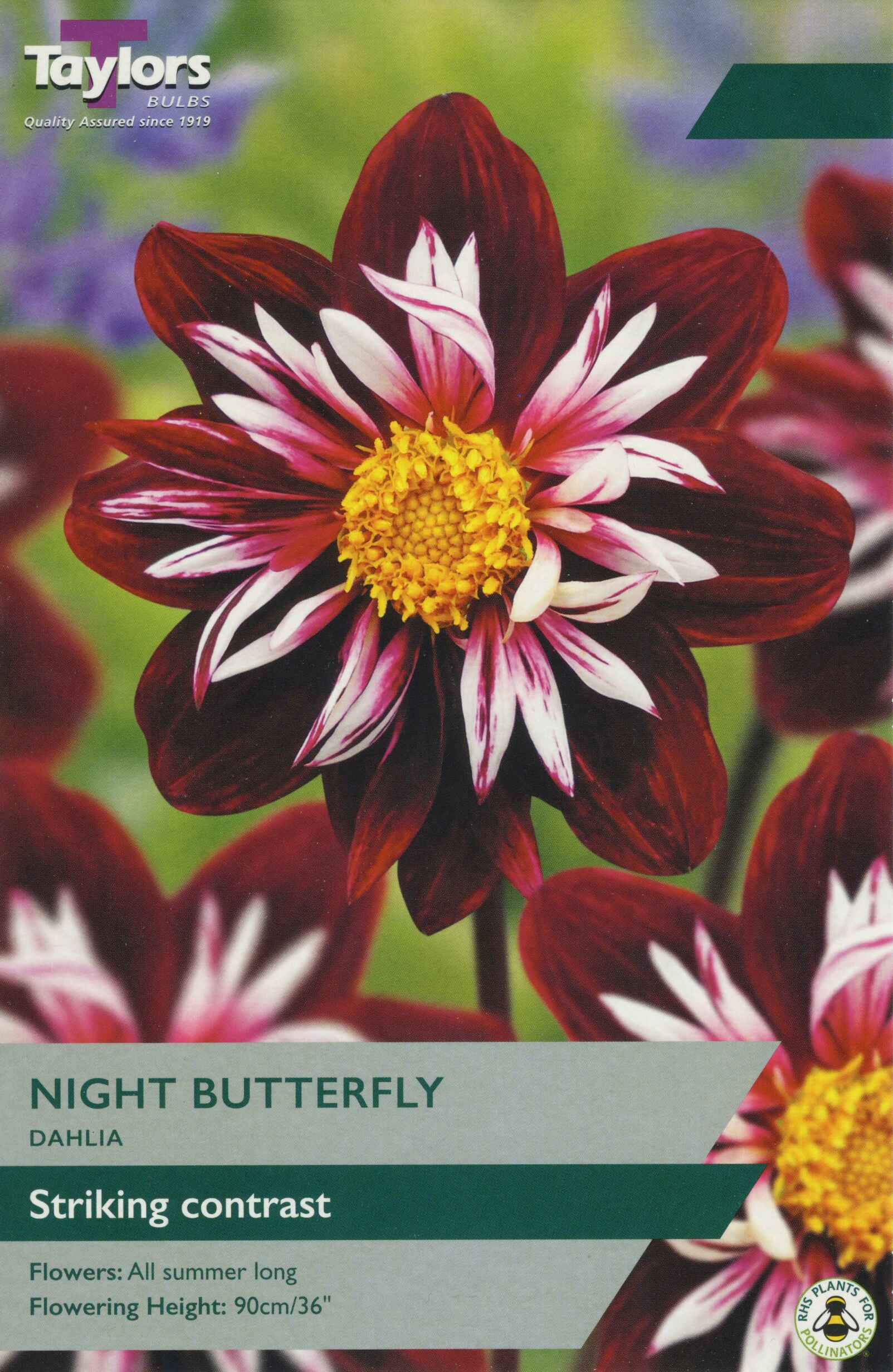 Taylor's Bulbs Dahlia Night Butterfly