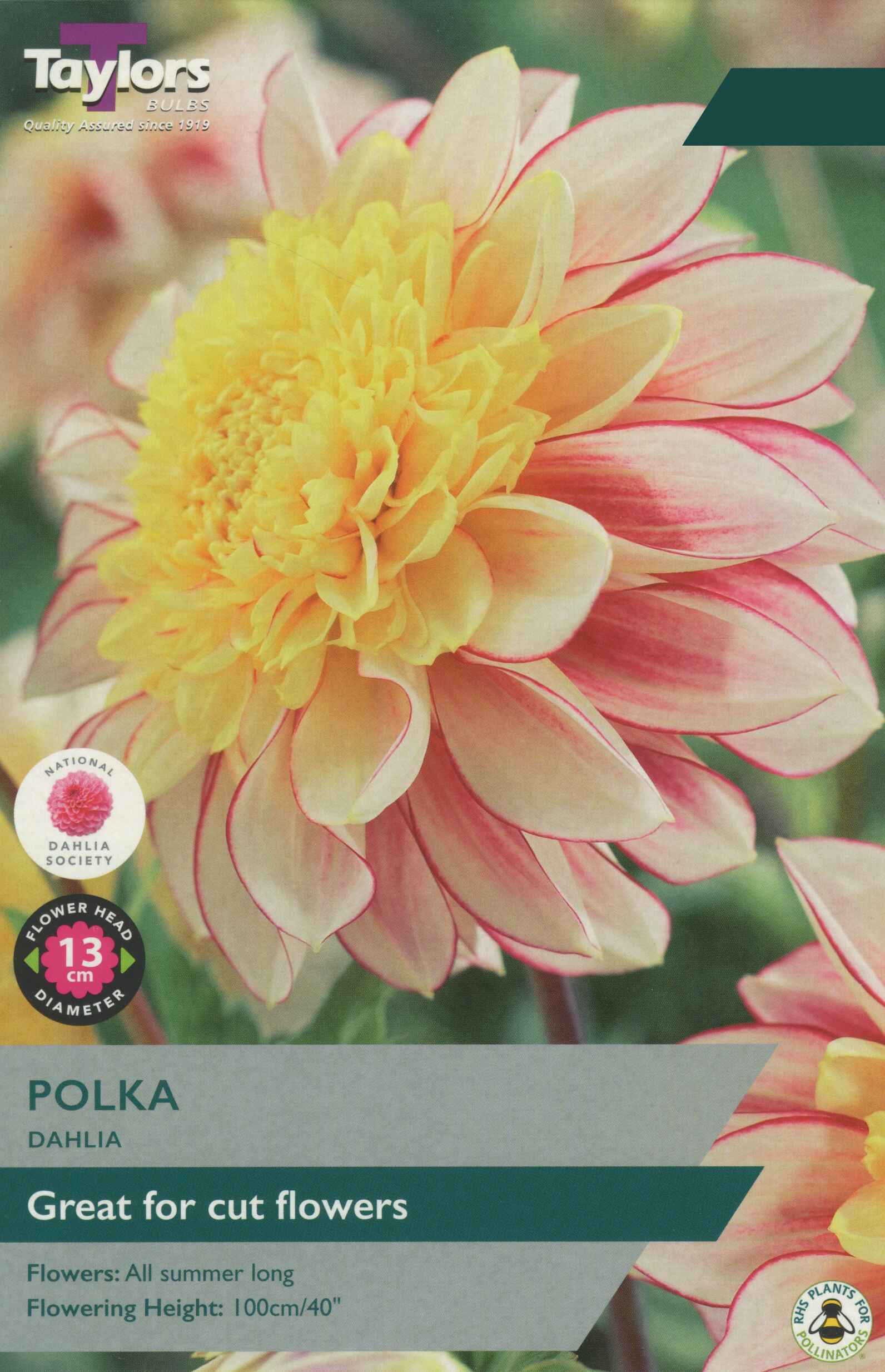 Taylor's Bulbs Dahlia Polka