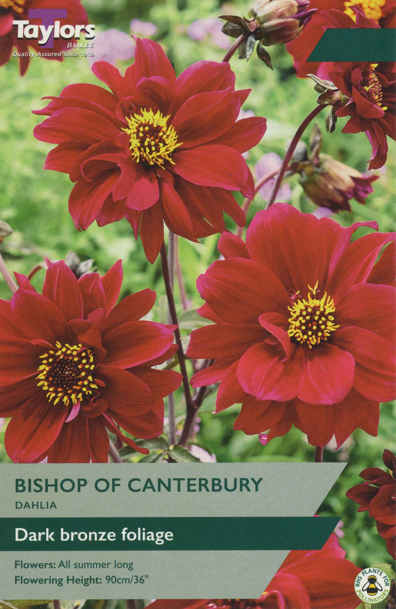 Taylor's Bulbs Dahlia Bishop Of Canterbury