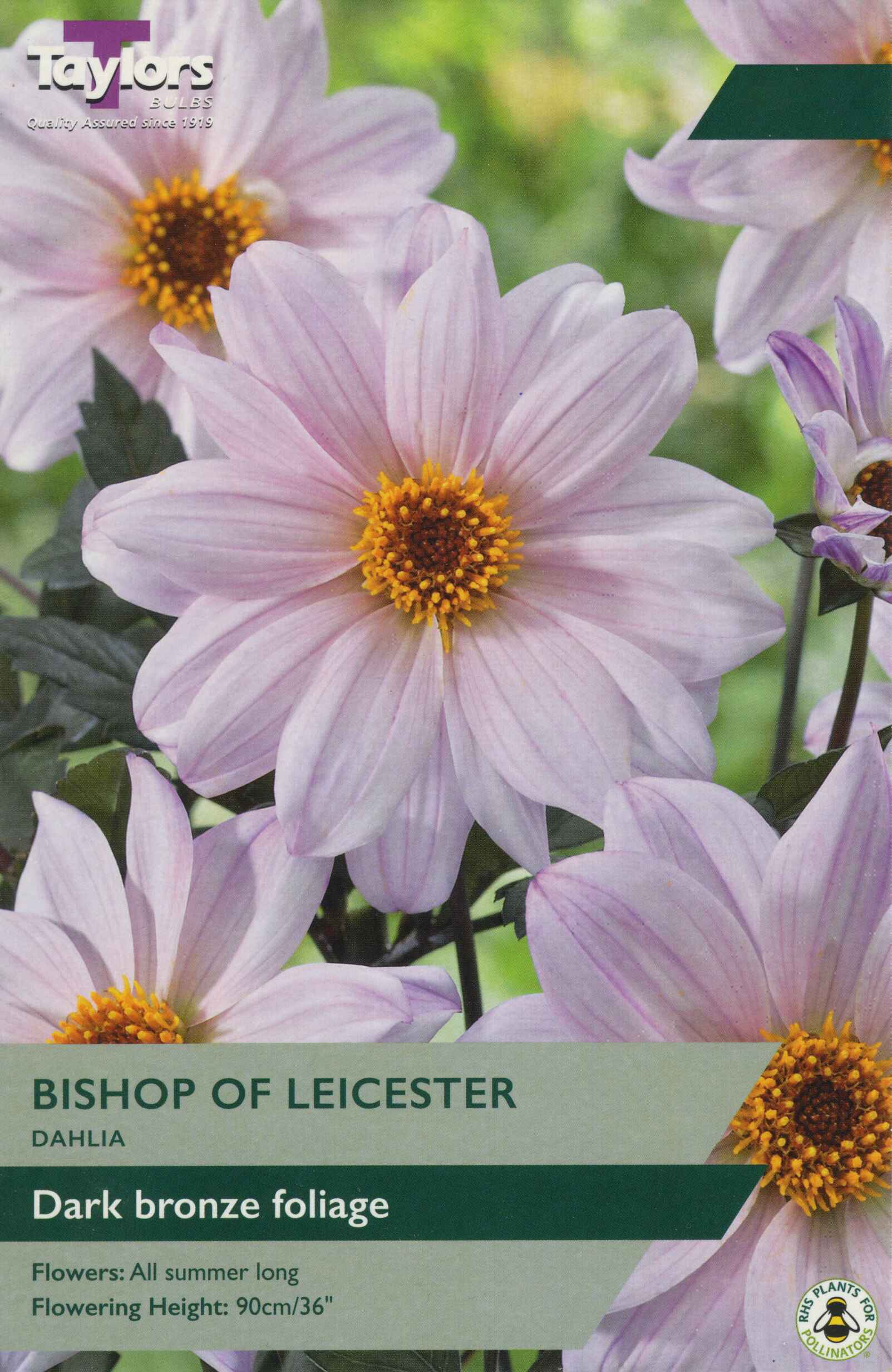 Taylor's Bulbs Dahlia Bishop Of Leicester