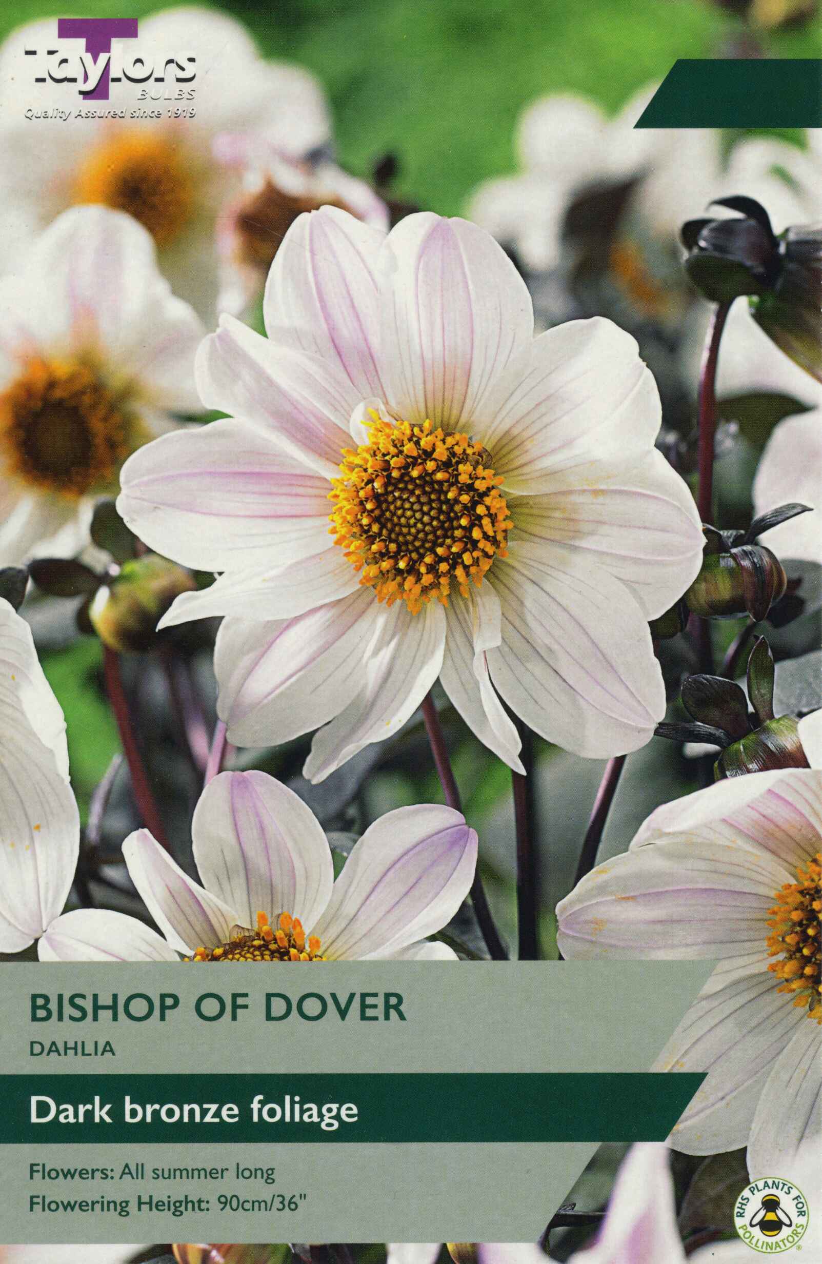 Taylor's Bulbs Dahlia Bishop Of Dover