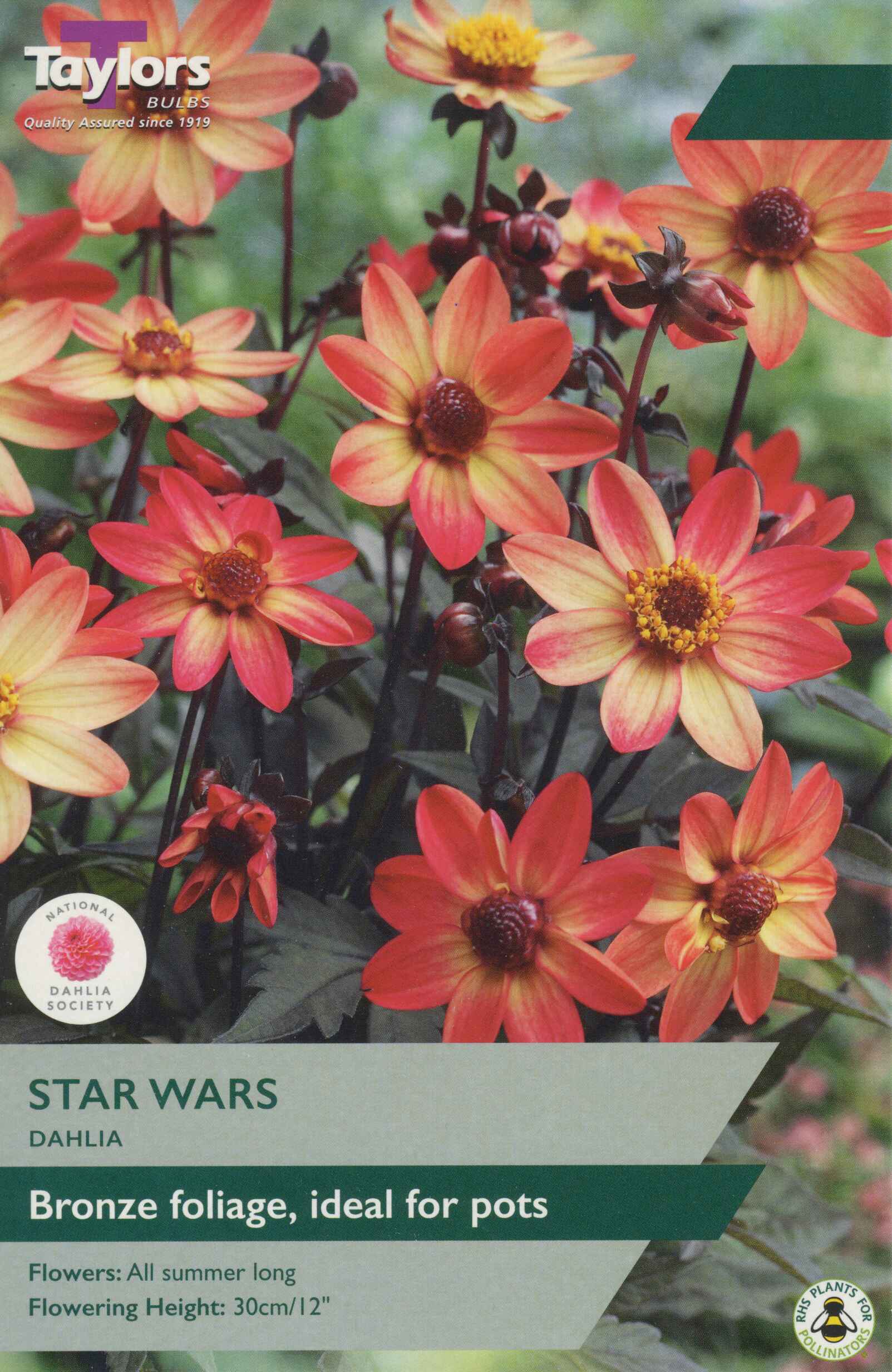Taylor's Bulbs Dahlia Star Wars