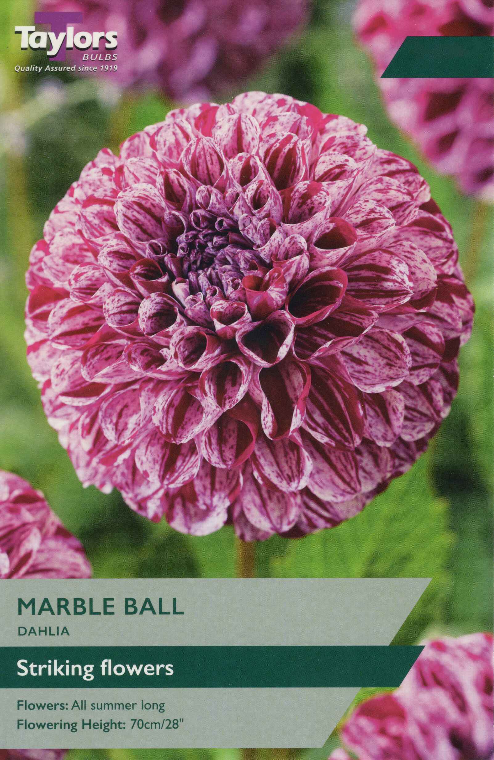 Taylor's Bulbs Dahlia Marble Ball