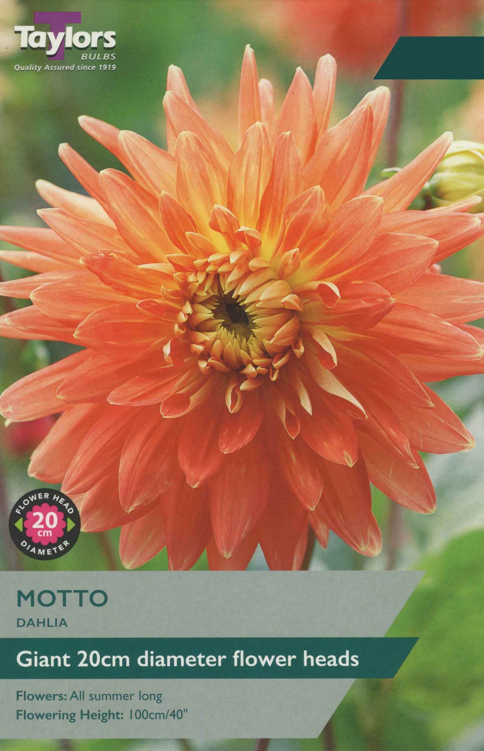Taylor's Bulbs Dahlia Motto