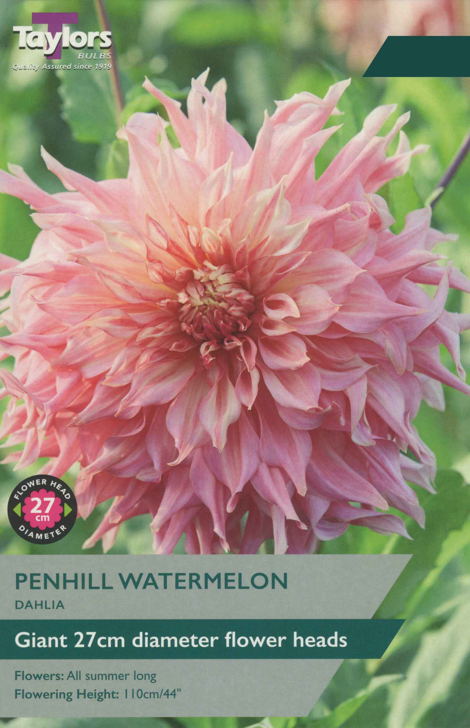Taylor's Bulbs Dahlia Penhill Watermelon