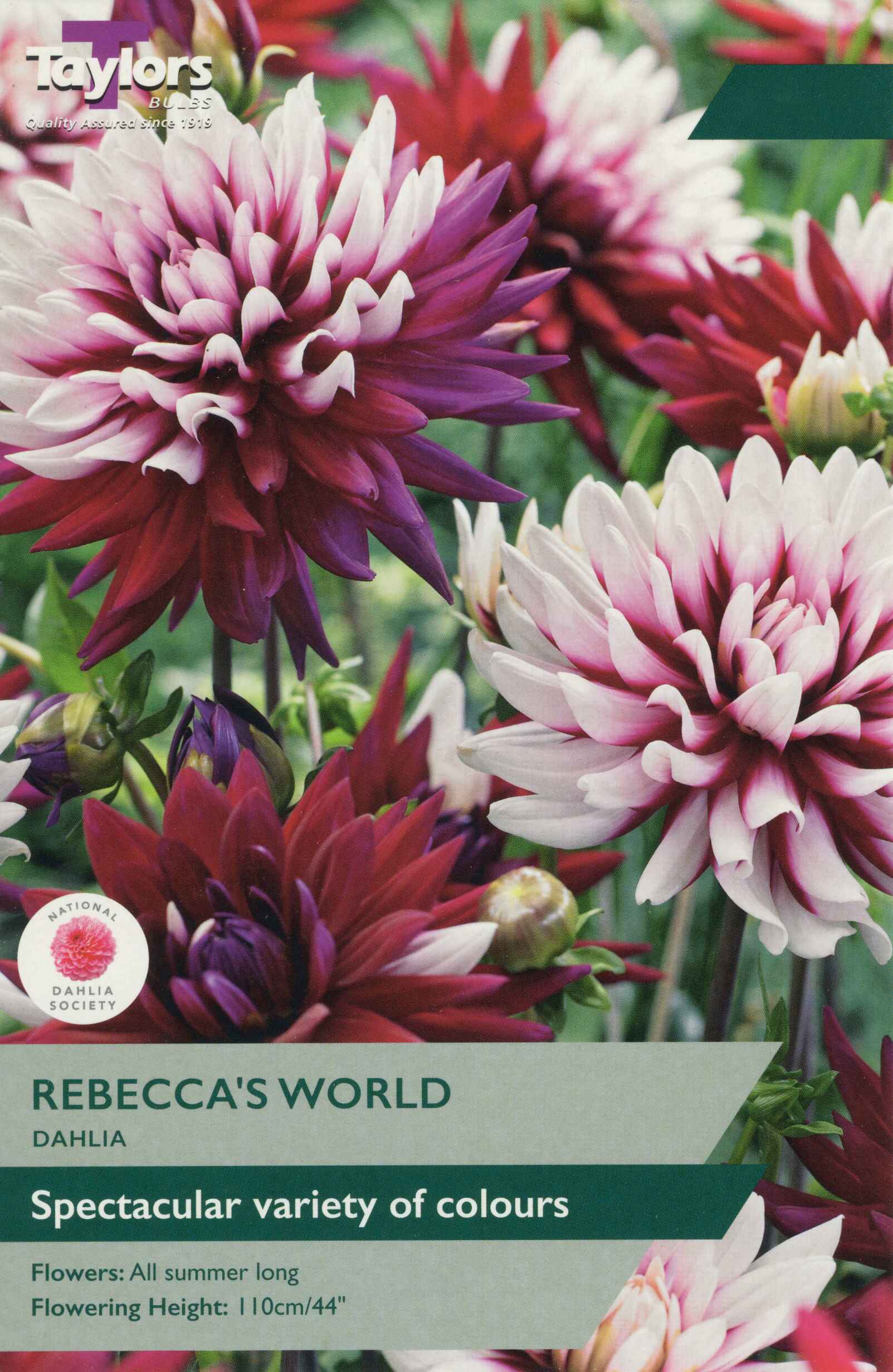 Taylor's Bulbs Dahlia Rebecca's World