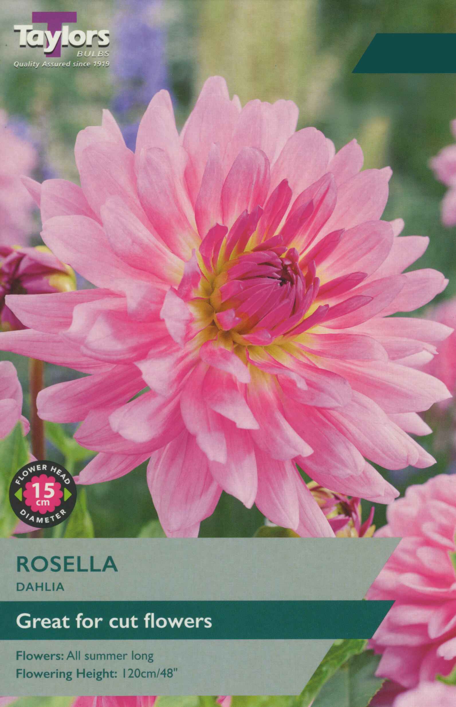 Taylor's Bulbs Dahlia Rosella